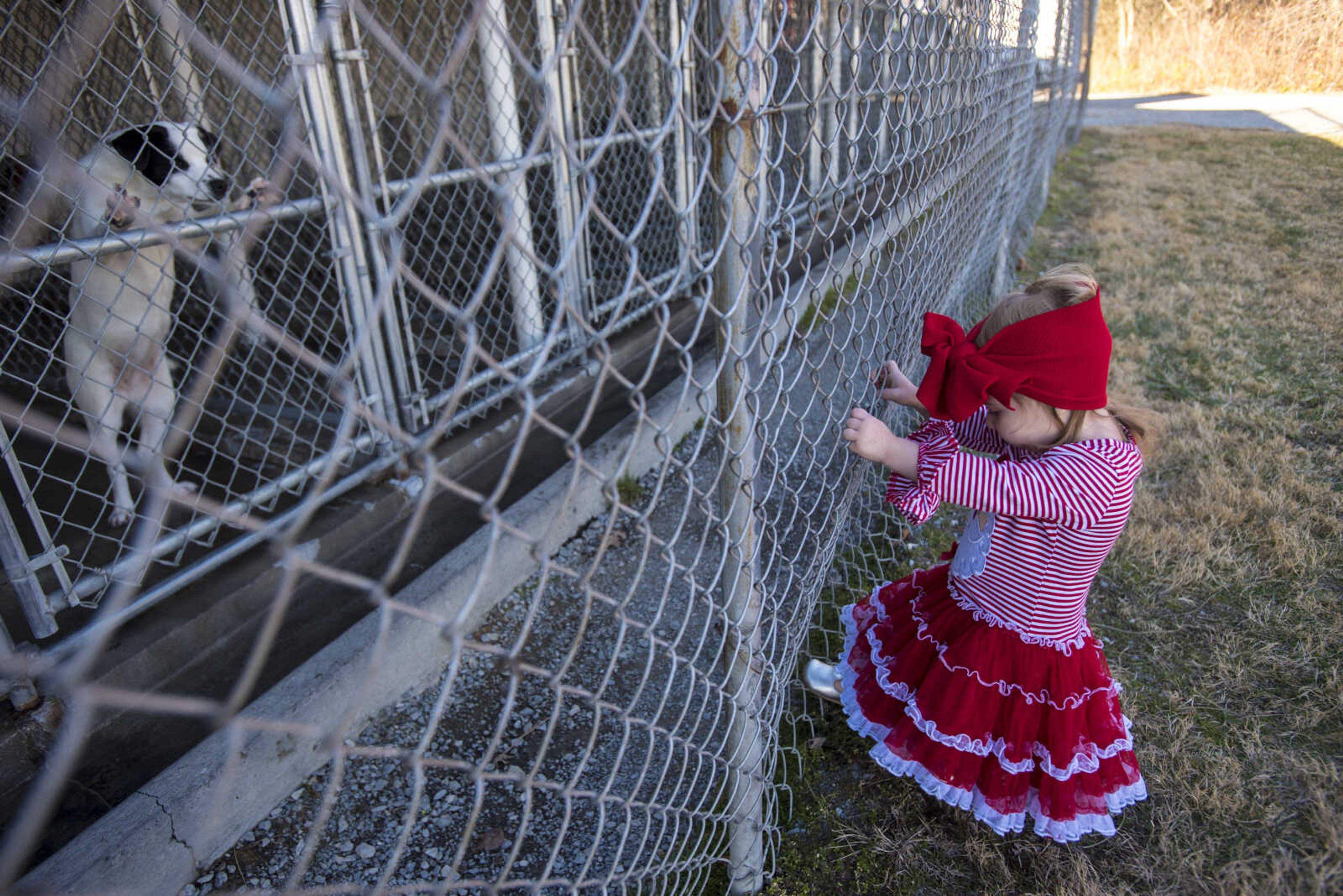 Grace Brumbaugh, 1, looks are dogs at the 40th anniversary of the Humane Society of Southeast Missouri Saturday, Dec. 16 , 2017 in Cape Girardeau.