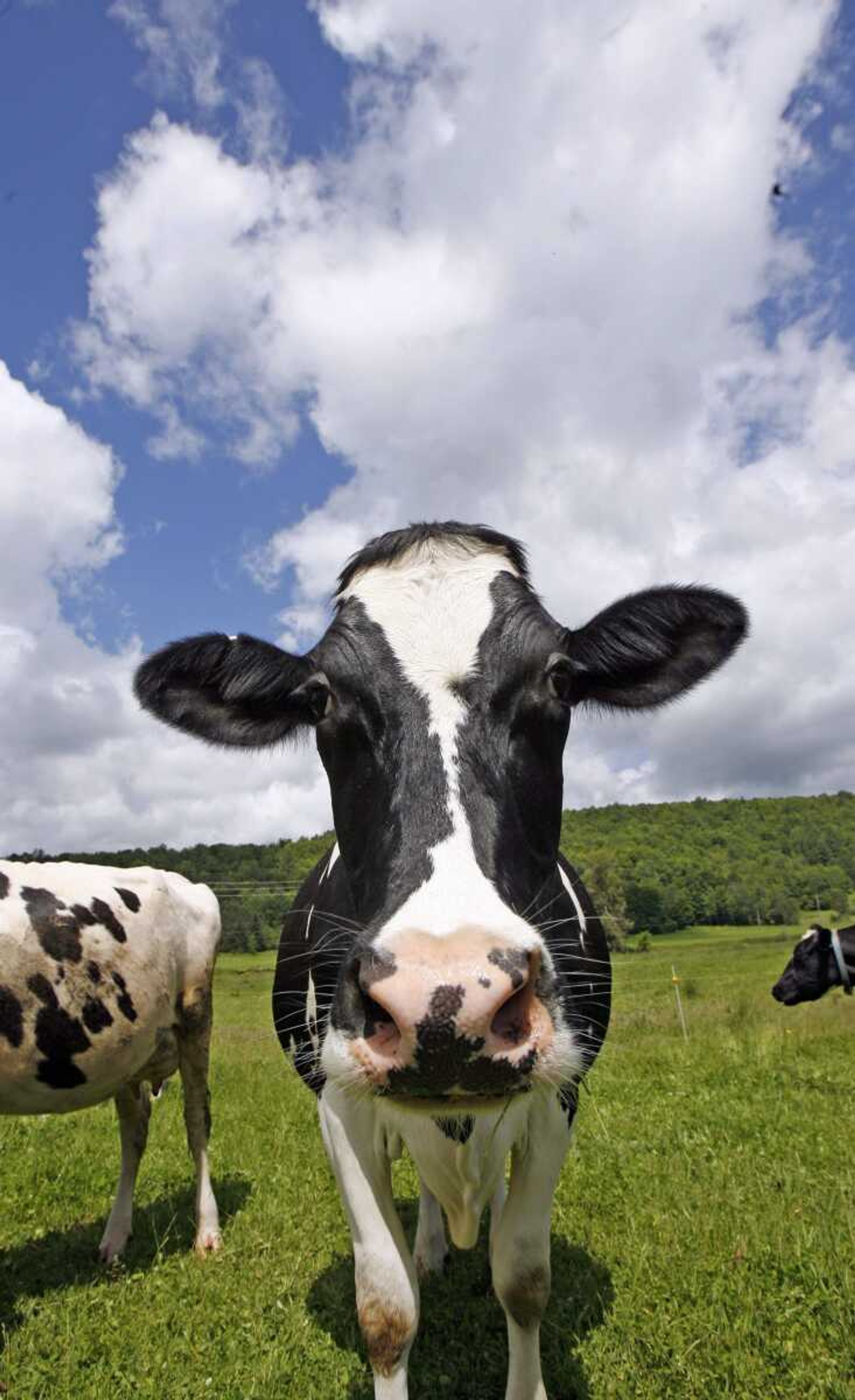 A Holstein cow is seen June 16 at Coventry Valley Farm in Coventry, Vt. Yogurt maker Stonyfield Farm wants its cows to burp less to cut down on the gases that contribute to global warming. Working with 15 Vermont farms to change cows' diets so they emit less methane, it has already reduced cow burping by as much as 18 percent. (Toby Talbot ~ Associated Press)