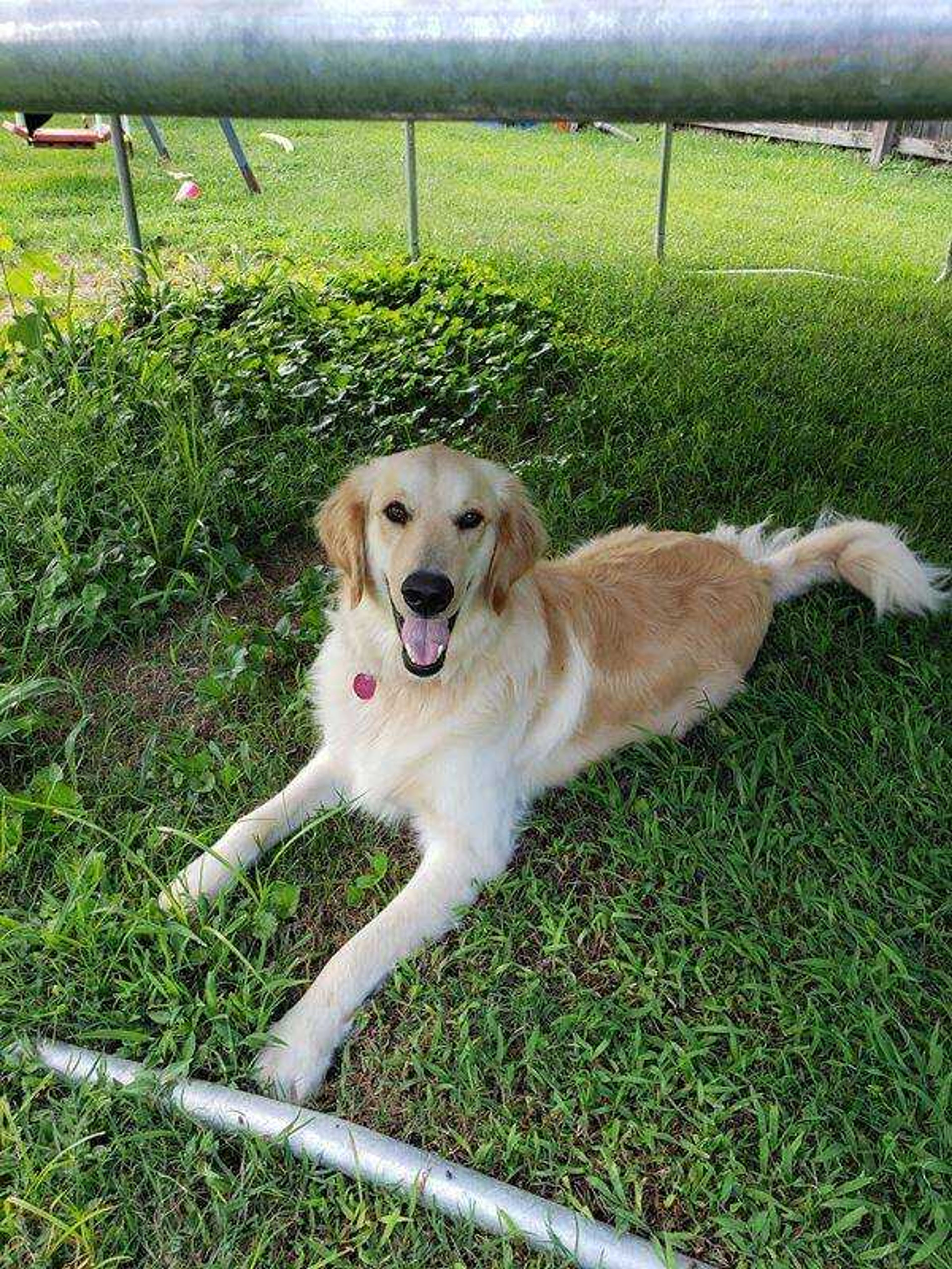 Rawlfie the Goldie!! -&nbsp;&nbsp; Super awesome goodest boy!