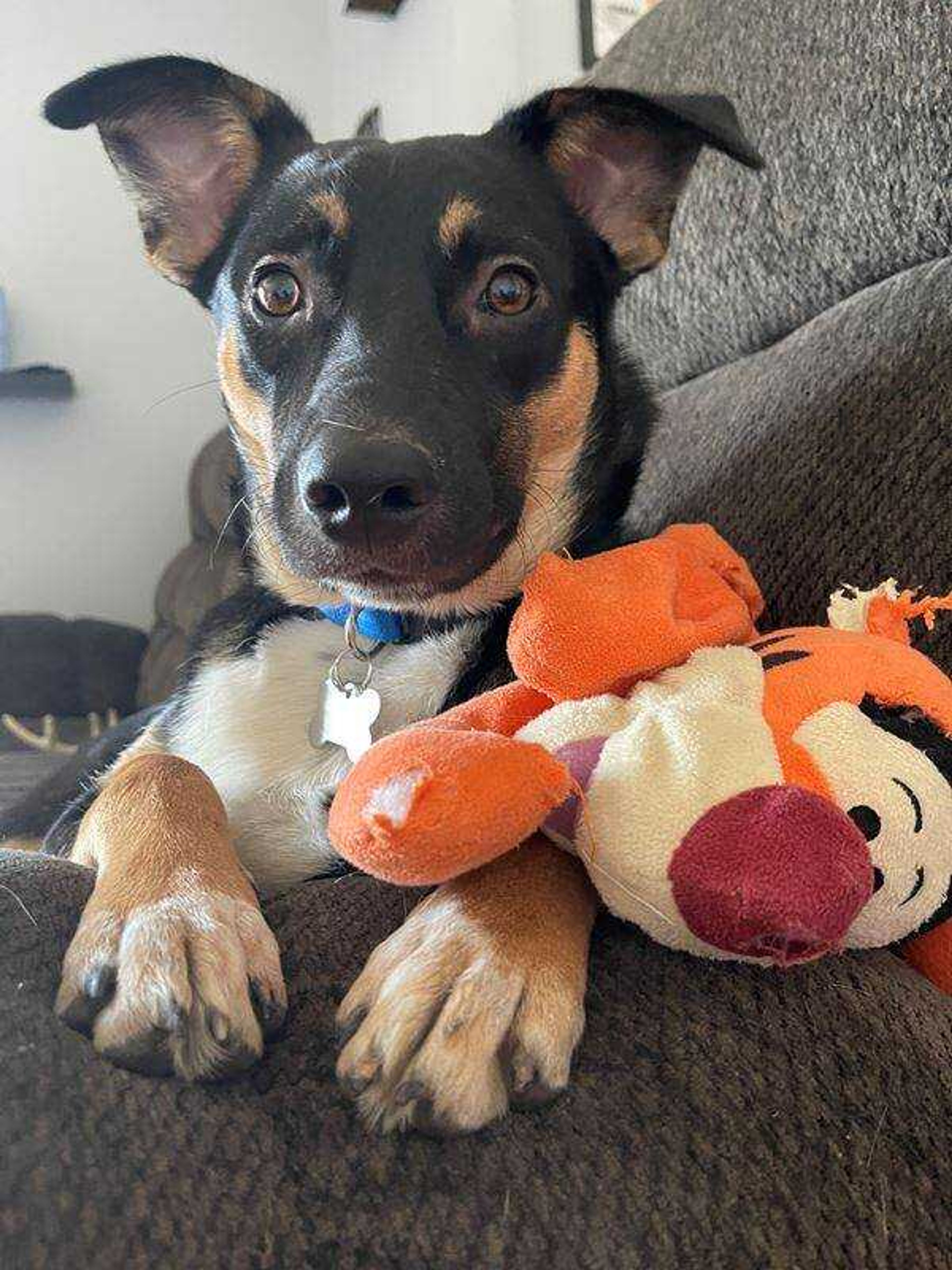 Appa and His Buddy - Appa has had Tigger since we brought him home at 8 weeks. He loves to bring Tigger to every room of the house.