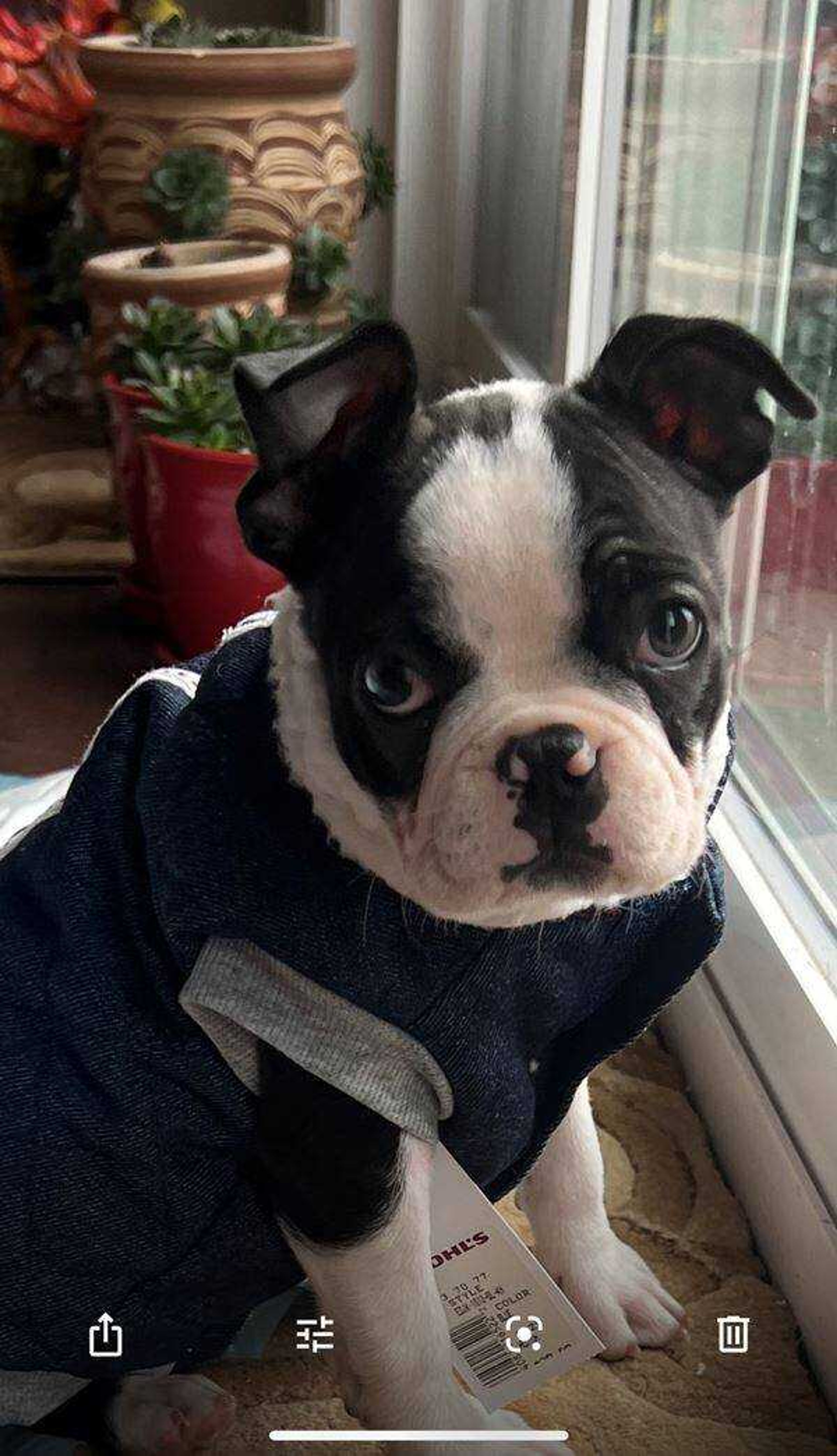 Ms. Chloe&nbsp; -&nbsp; 8 week old Boston Terrier