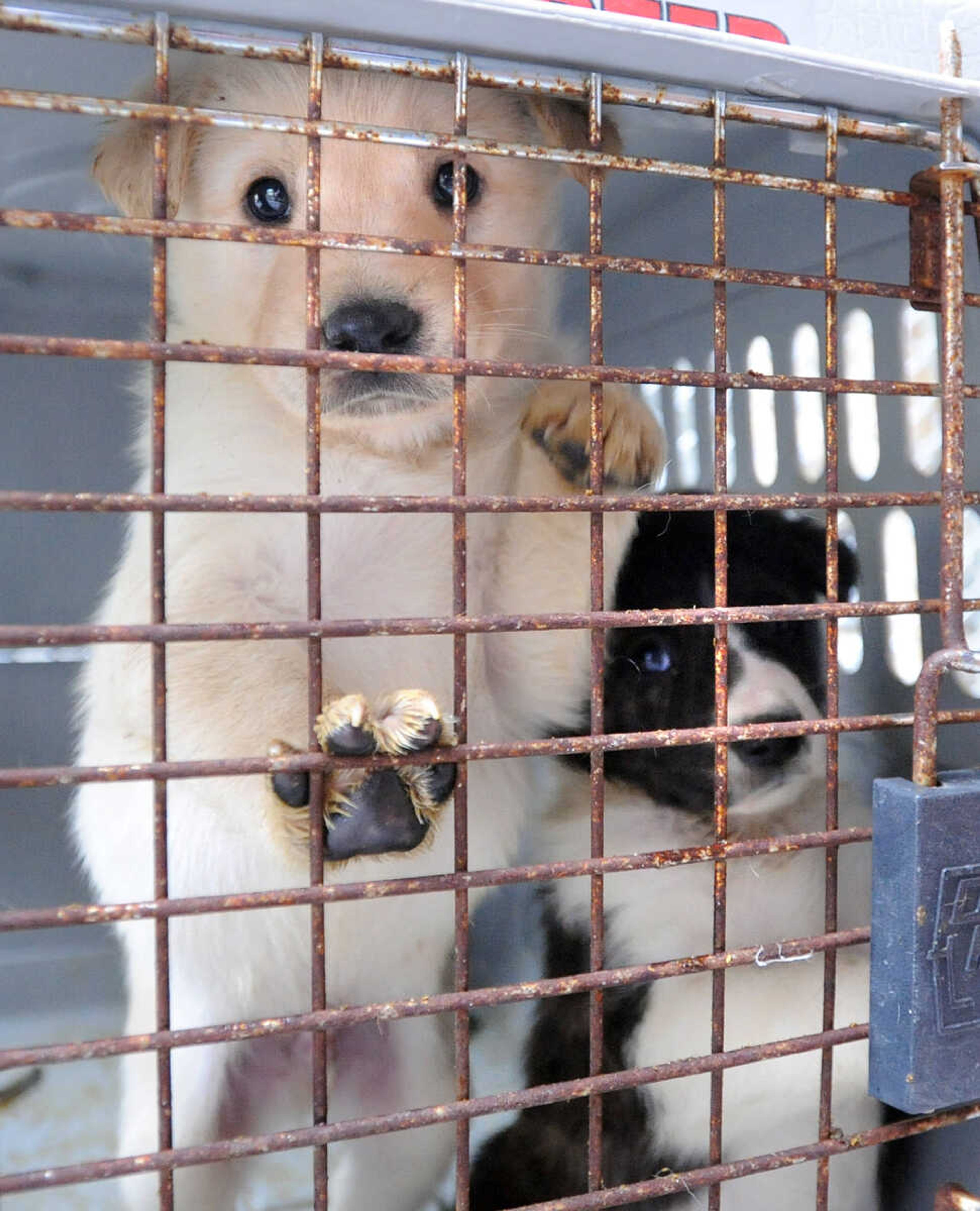 LAURA SIMON ~ lsimon@semissourian.com

Puppies up for adoption at the Humane Society of Southeast Missouri.