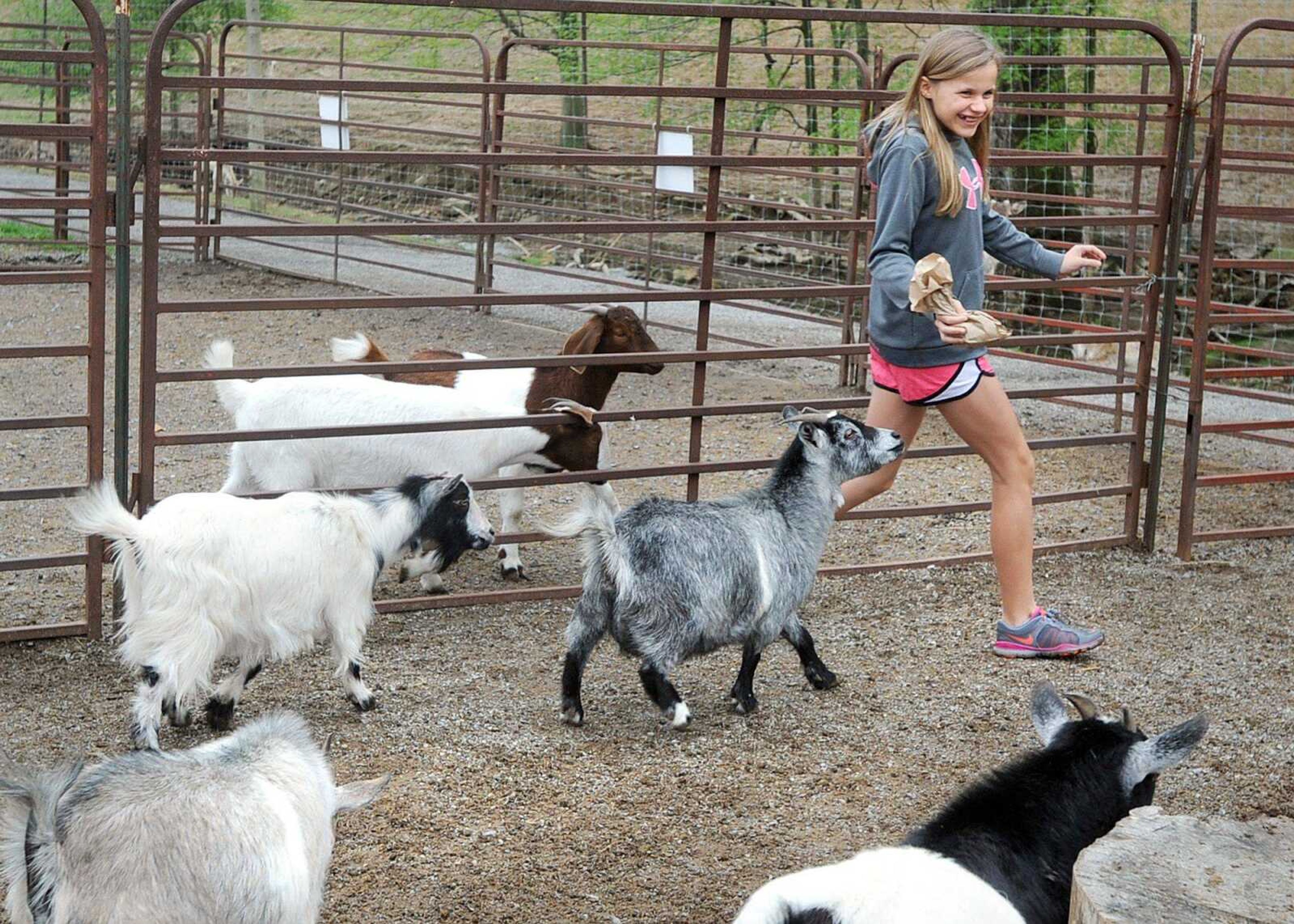 African pygmy goats chase after Mollie Bumpus, 11, and her bag of food Sunday inside the petting zoo at Lazy L Safari Park in Cape Girardeau. The zoo was one of many stops along the 23rd annual Mississippi River Valley Scenic Drive. (Laura Simon)