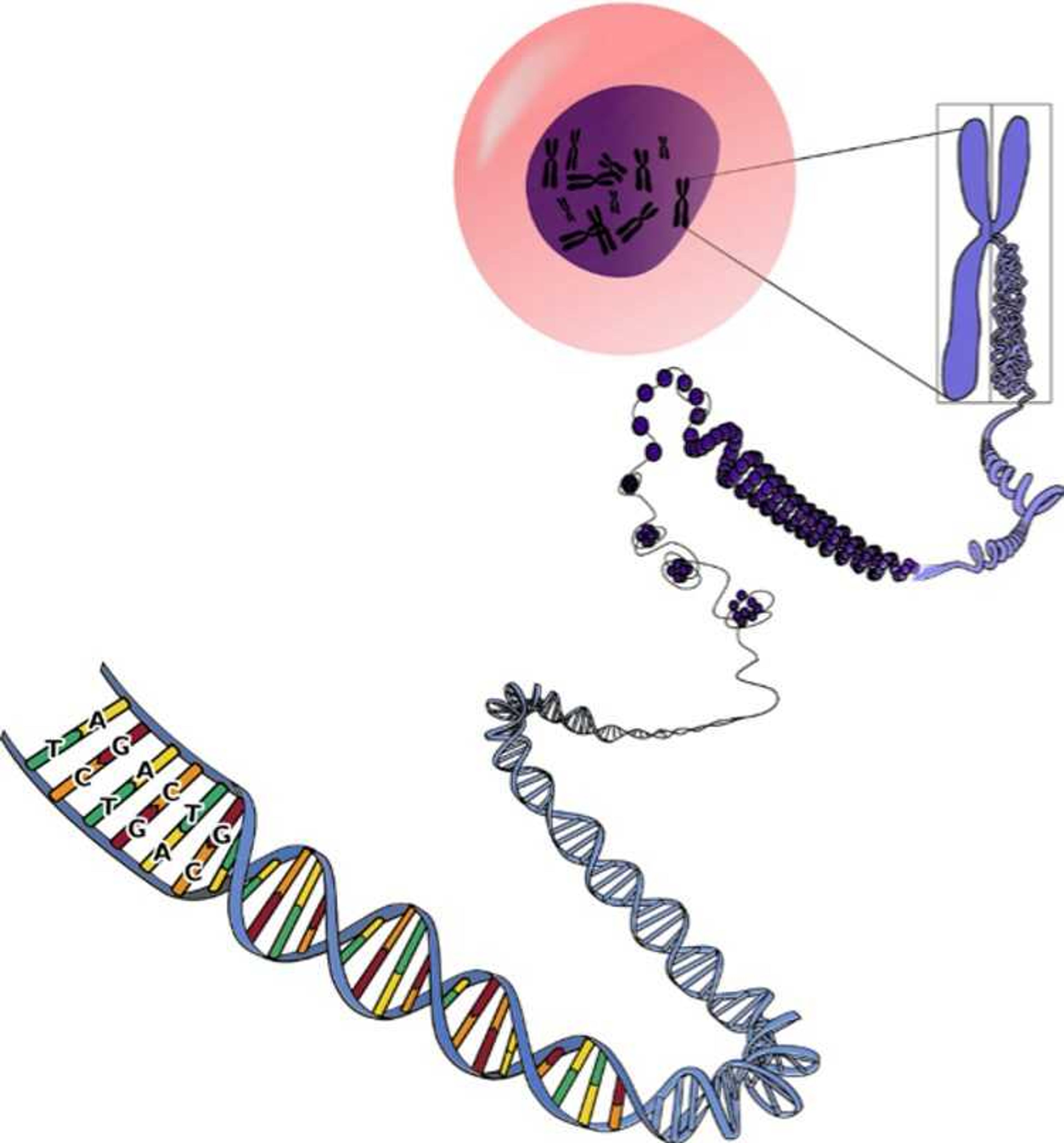 DNA is a molecule in the shape of a double helix that carries the instructions for our physical traits. The specifics in a given sequence of this structure often varies, making us unique. It is stored in structures called chromosomes in the nucleus of most of the cells of our bodies. Genetic genealogy is based on the unique sequences in DNA that we inherit from our ancestors.