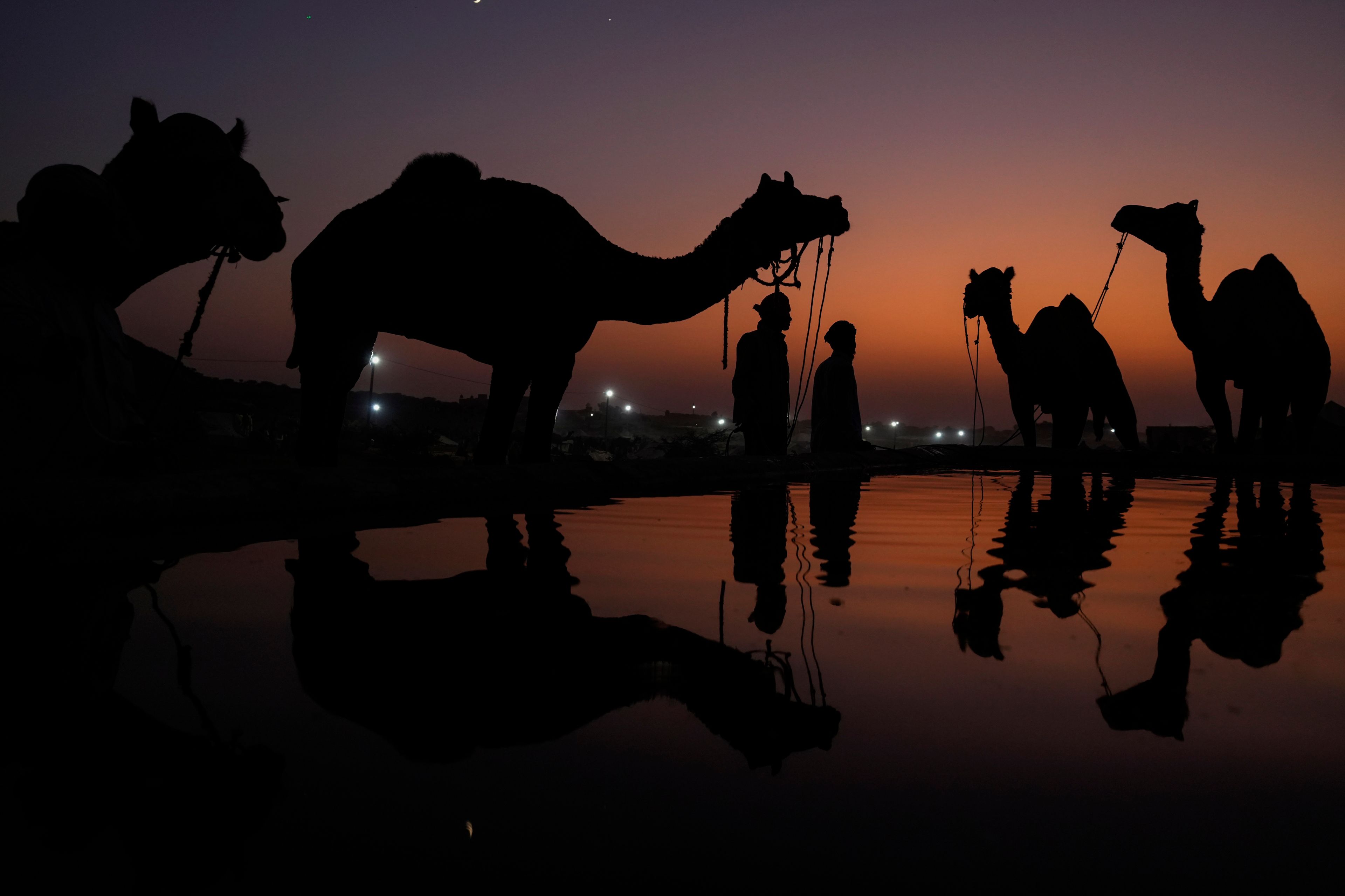 Camel herders bring their animals to a water tank at a camel fair in Pushkar, in the northwestern Indian state of Rajasthan, Tuesday, Nov. 5, 2024. (AP Photo/Deepak Sharma)