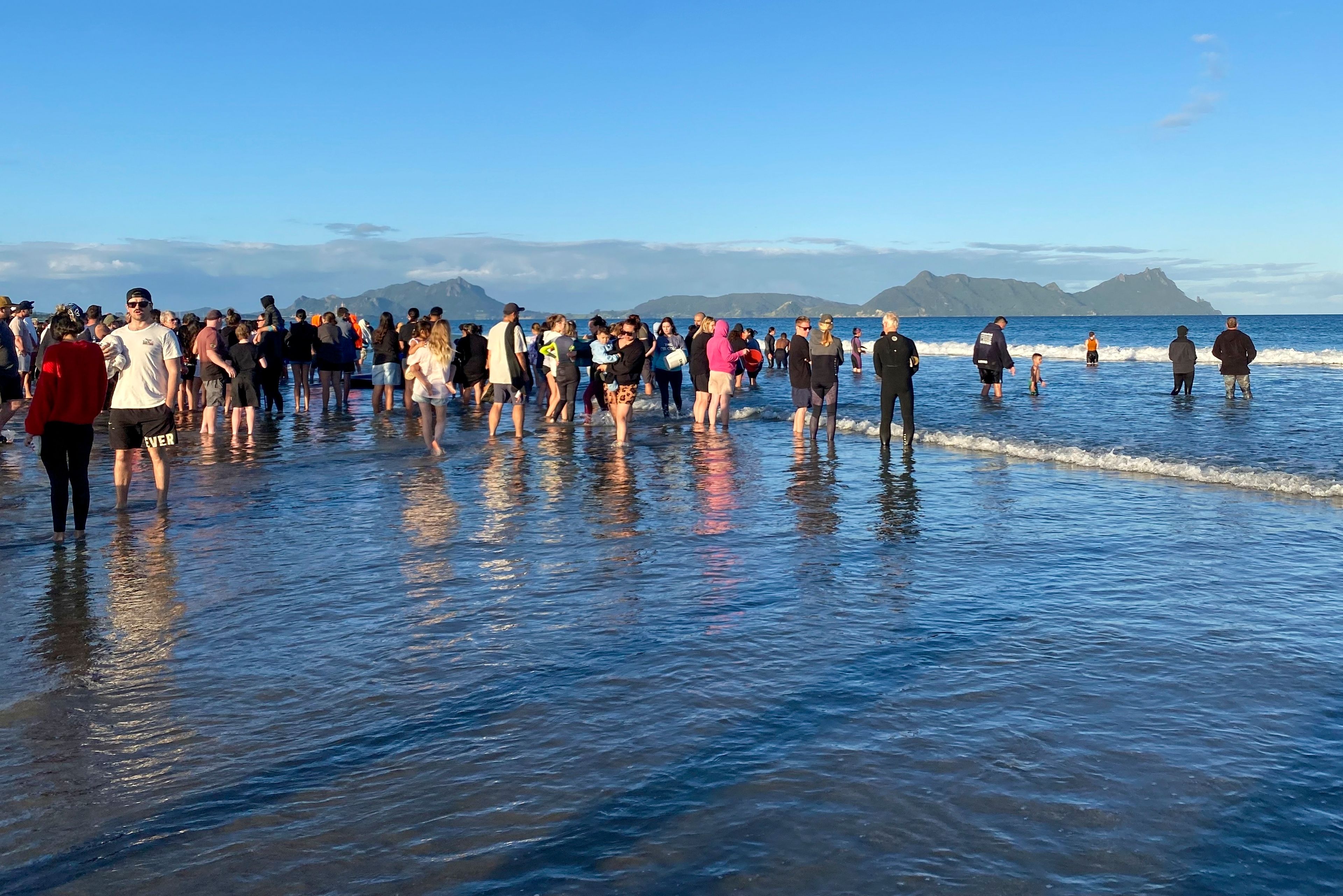 Rescuers stand in the water as they help refloat stranded pilot whales on Ruakākā Beach in northland, New Zealand, Sunday, Nov. 24, 2024. (Nikki Hartley/New Zealand Department Of Conservation via AP)