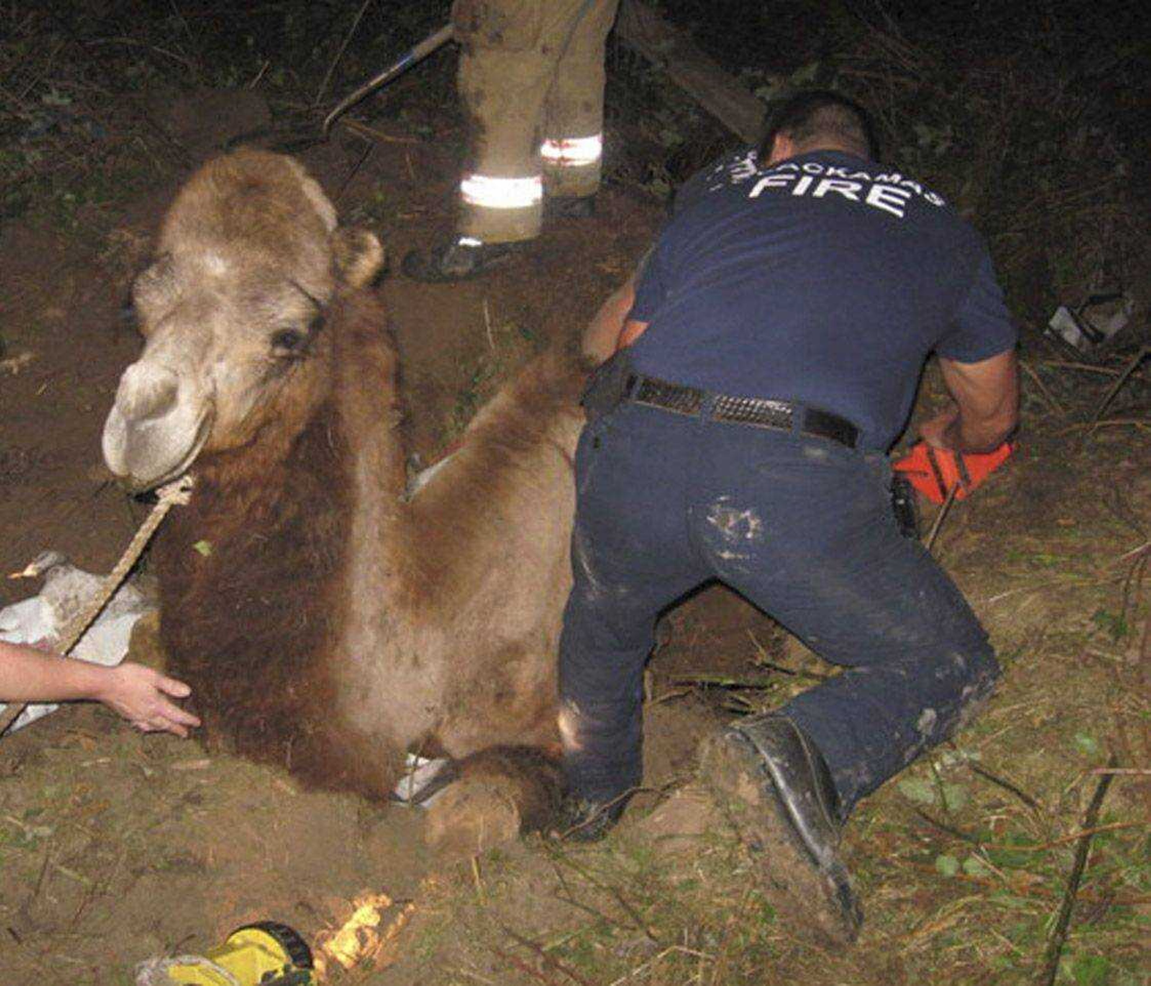 Oregon firefighters work Tuesday to rescue a camel, Moses, who got stuck in a sinkhole 6 to 8 feet deep. Firefighters shoveled mud for several hours to free him. (Clackamas Fire District 1)