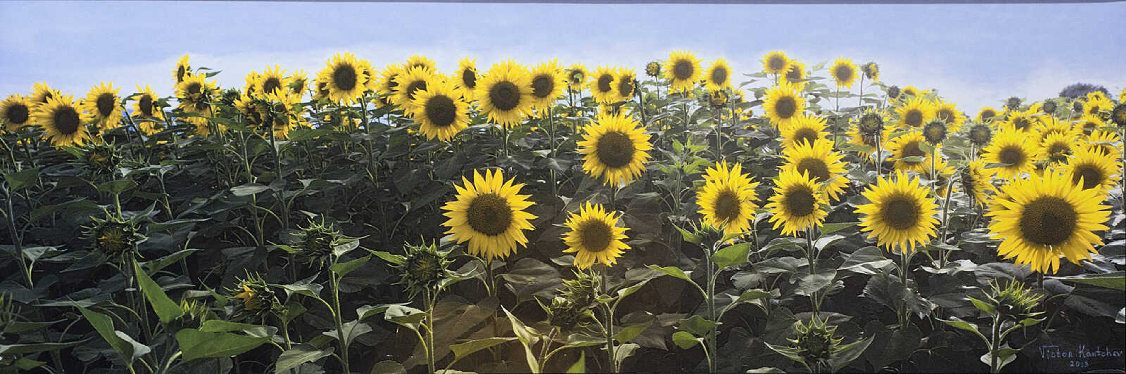 "Sunflowers Panorama," by Victor Kantchev is one of the works in the Arts Council of Southeast Missouri's 2013 Regional Juried Exhibition. The show is on display now at the Arts Council of Southeast Missouri, 32 North Main, in Cape Girardeau.