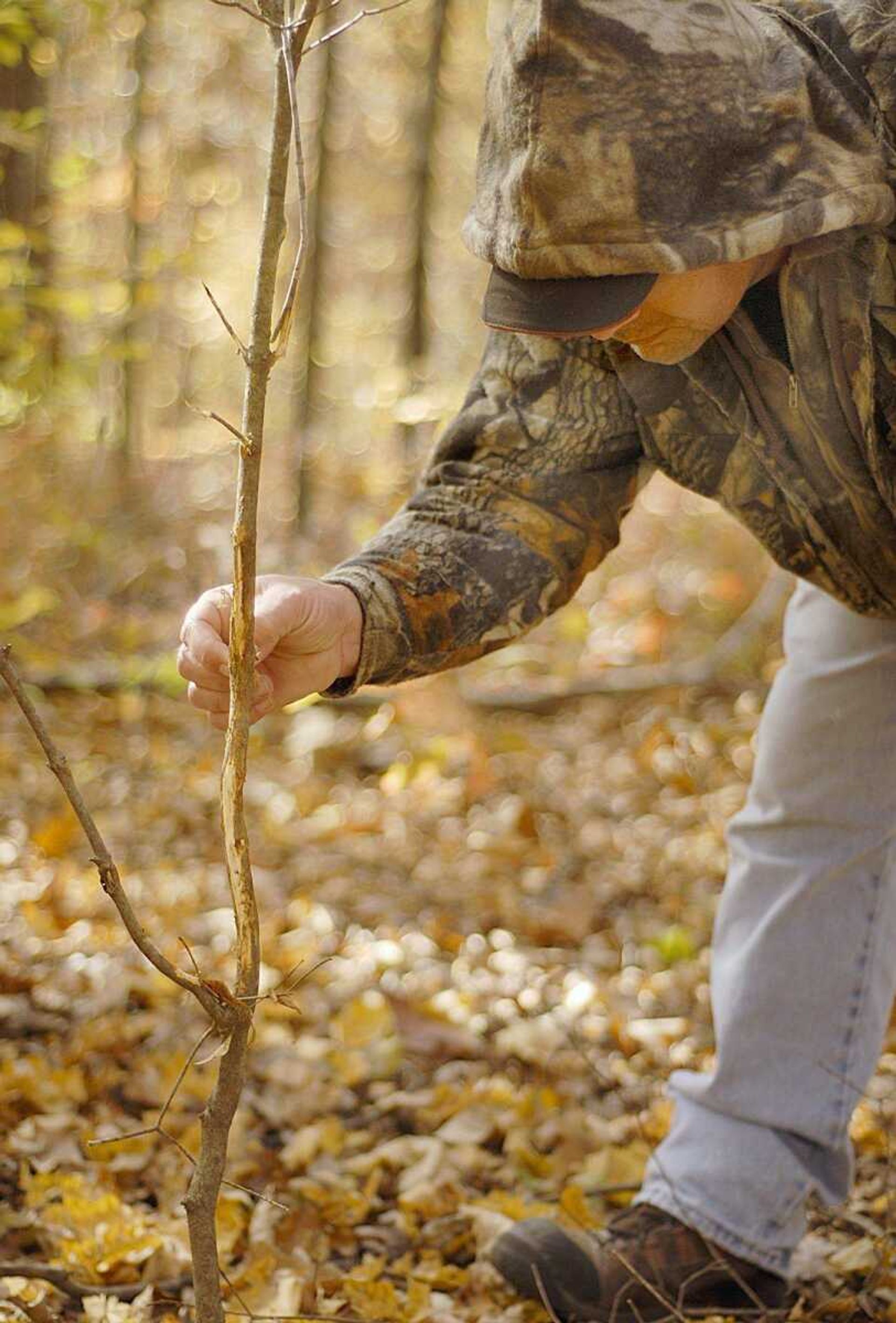 Troy Mayeux inspected a rubbing on a small tree Friday as he and his group did some last-minute scouting before the start of deer rifle season on land owned by Tom Barrows near Zalma, Mo. "I've got to tell you guys, that's the most signs I've ever seen," said Barrows, who was encouraged by the number of scrapings, rubbings and tracks they found. (Aaron Eisenhauer)