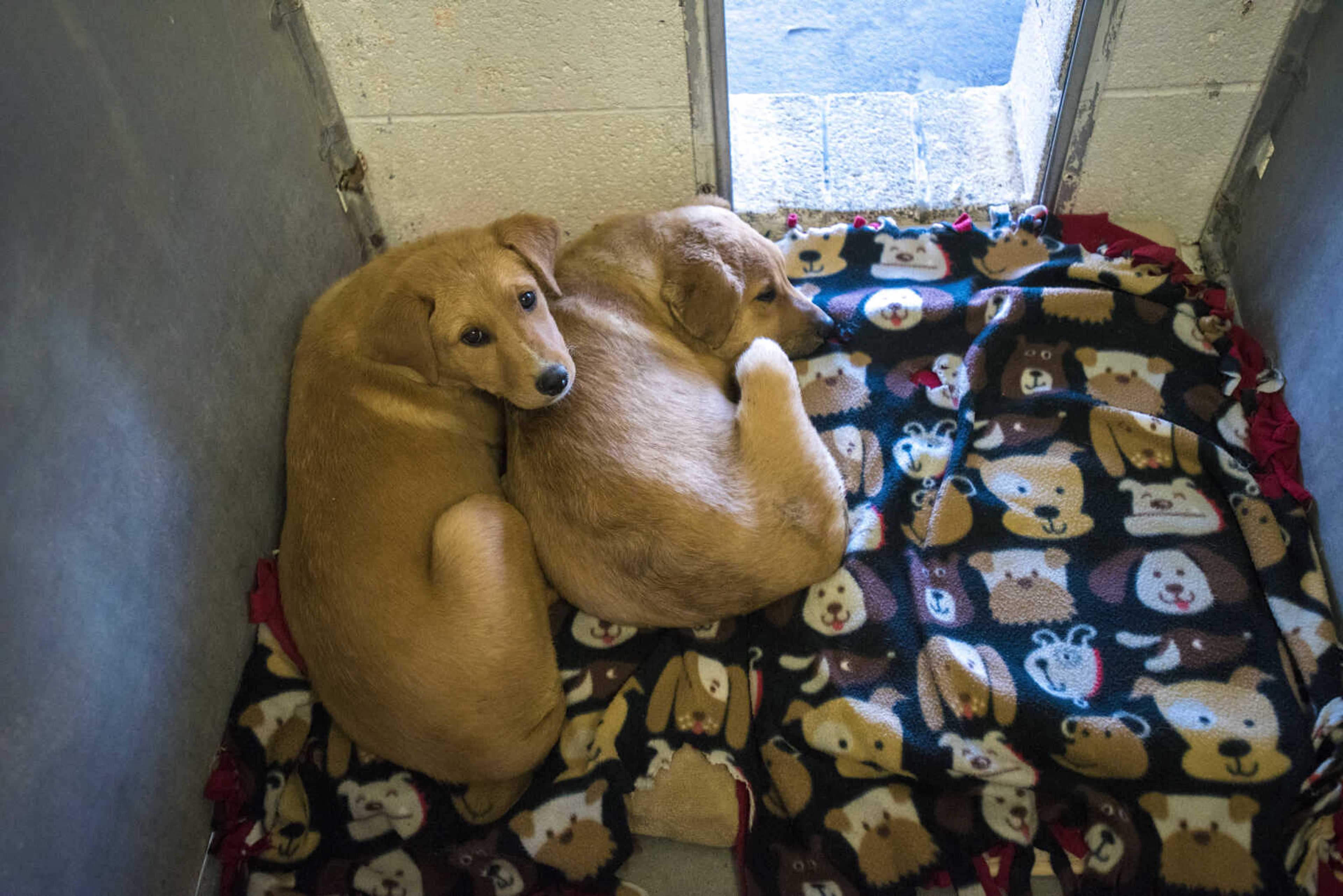 Puppies sleep in their kennel at the 40th anniversary of the Humane Society of Southeast Missouri Saturday, Dec. 16 , 2017 in Cape Girardeau.