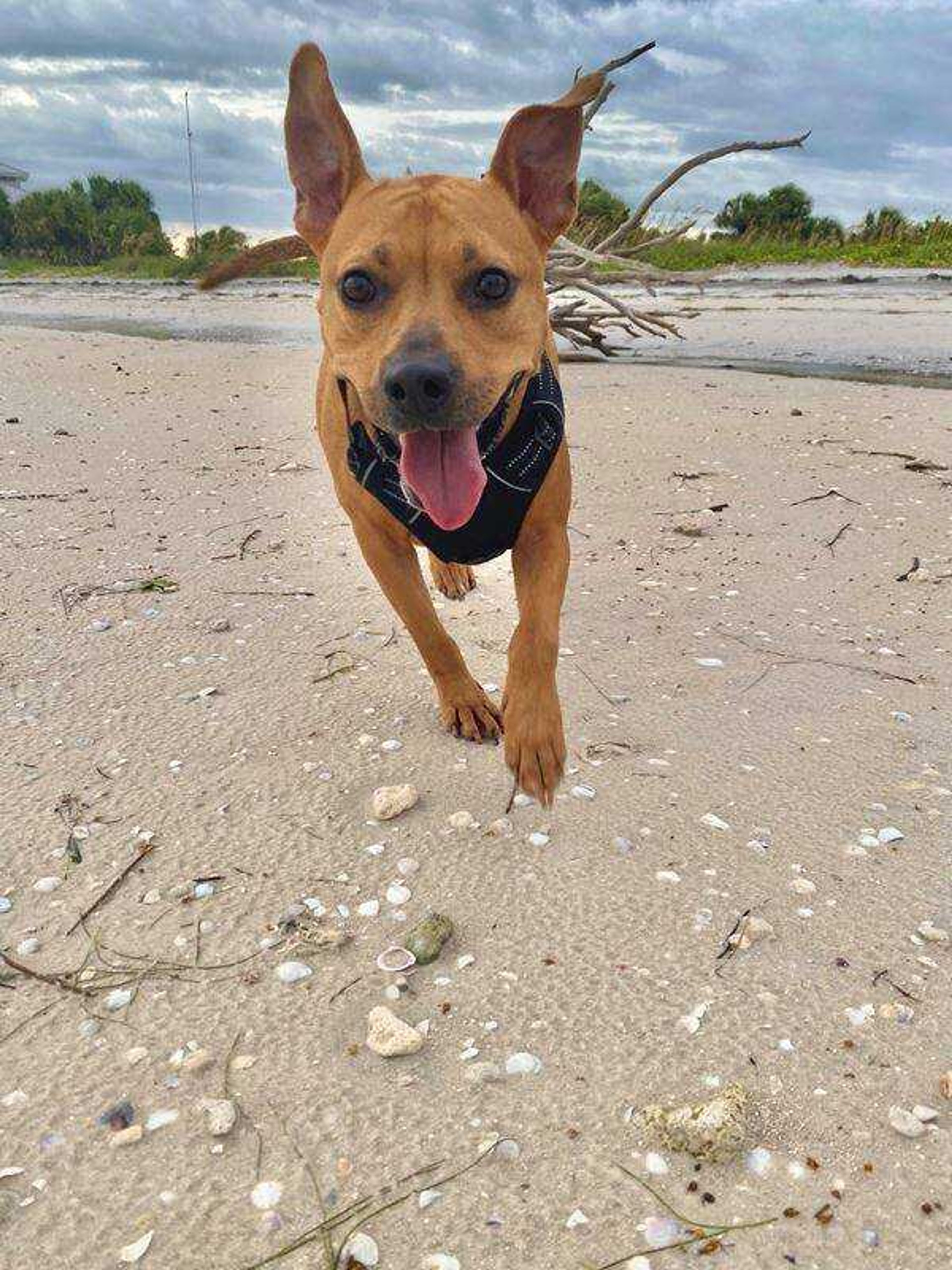 Exploring New Places&nbsp; -&nbsp; Our dog Ginger having fun on a dog beach in Florida!