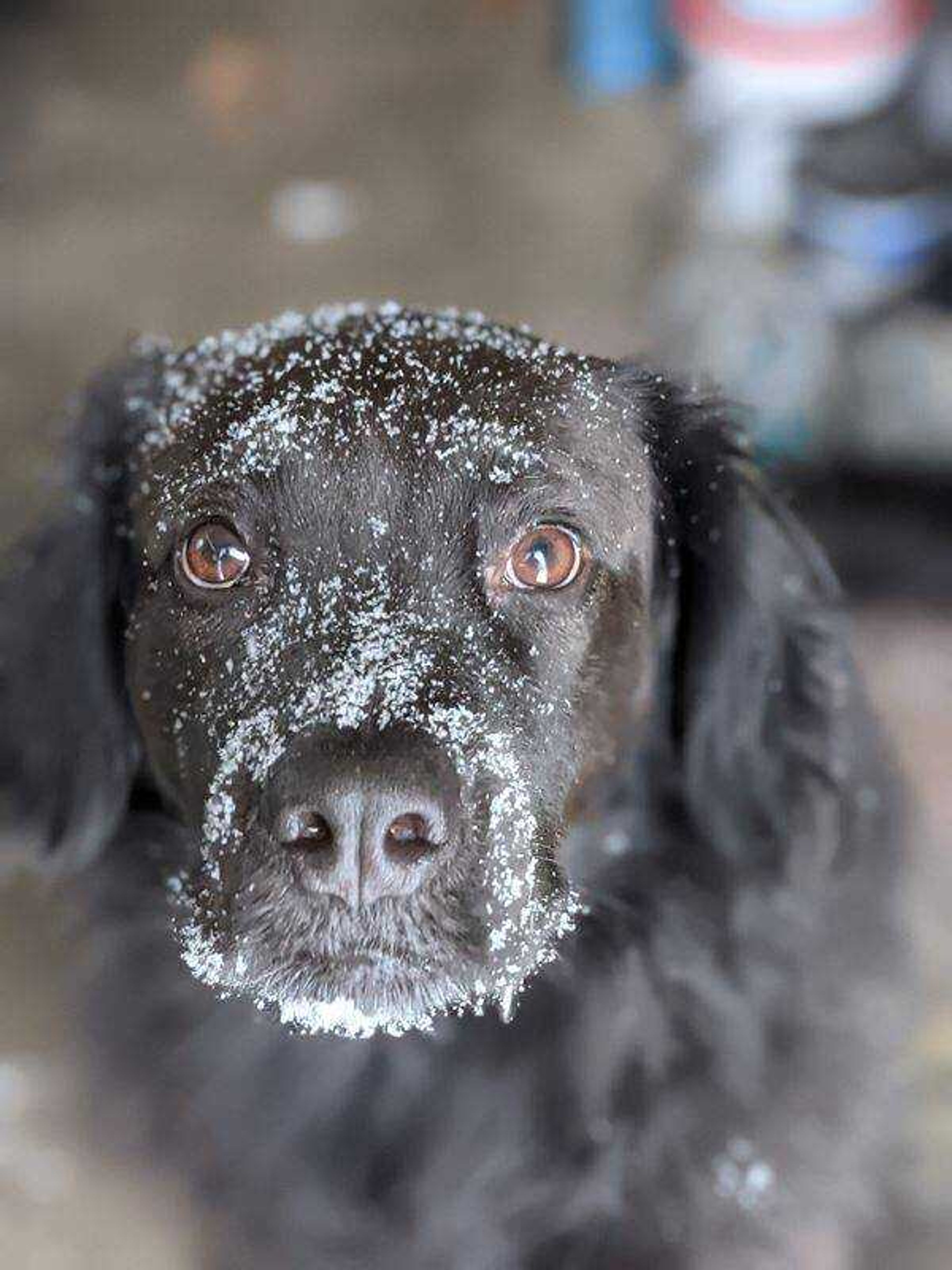 Silly Gus&nbsp; -&nbsp; Hi! I'm Augustus Finn, Gus for short. As you can see, my favorite color is snow! I also love helping my mom with baby kitties when she brings them home temporarily-she calls it fostering, I call it FUN!