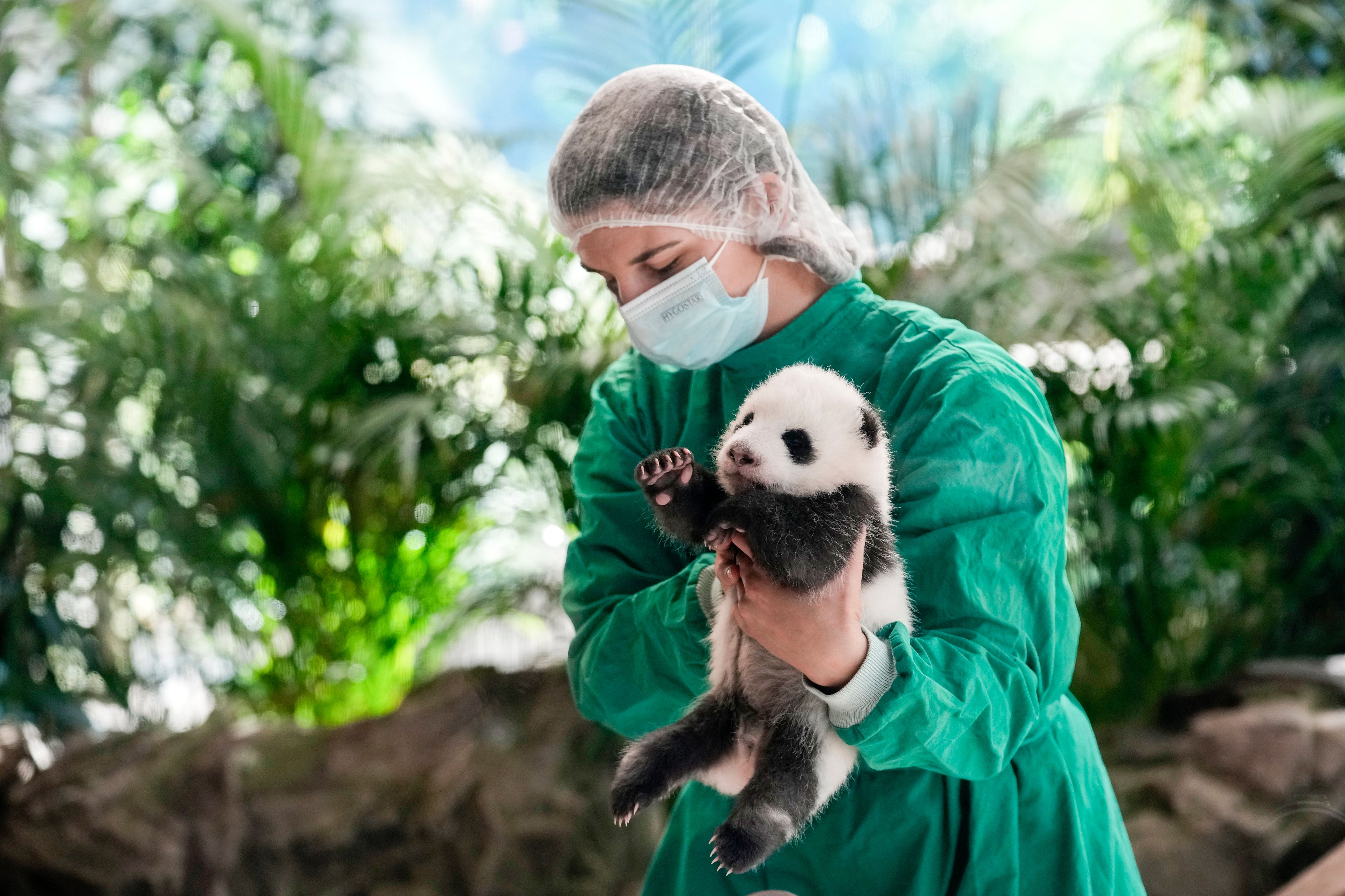 An employee of the Berlin zoo holds one of the newly born twin panda bear cubs during a presentation to the media at the Zoo in Berlin, Germany, Tuesday, Oct. 15, 2024. (AP Photo/Ebrahim Noroozi)