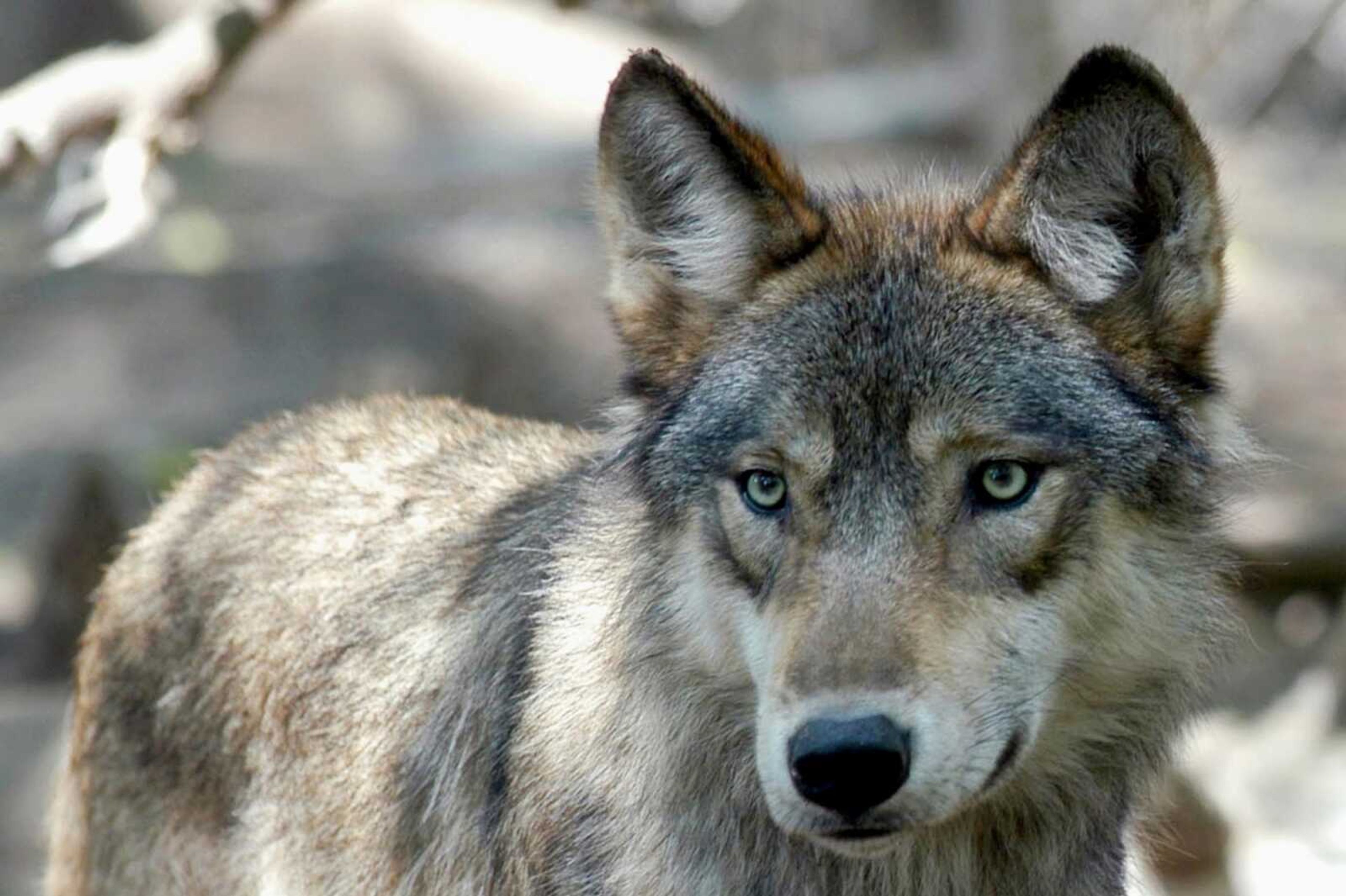 A gray wolf at the Wildlife Science Center on July 16, 2004, in Forest Lake, Minnesota.