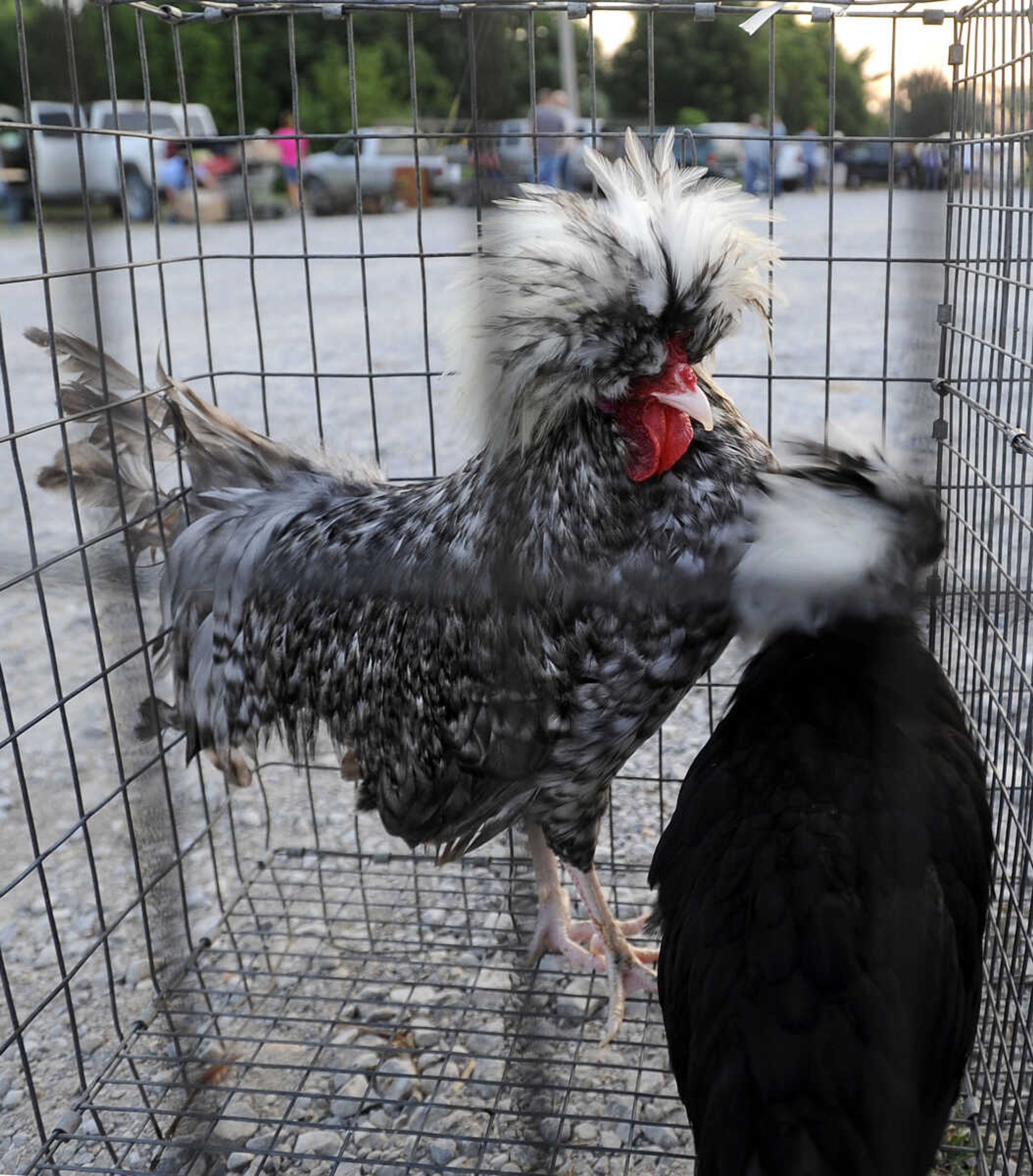 FRED LYNCH ~ flynch@semissourian.com
A pair of bantam Polish chickens are offered for sale by Gloria Waechter of Scott City Saturday, July 14, 2018 at the Fruitland Swap Meet in Fruitland.