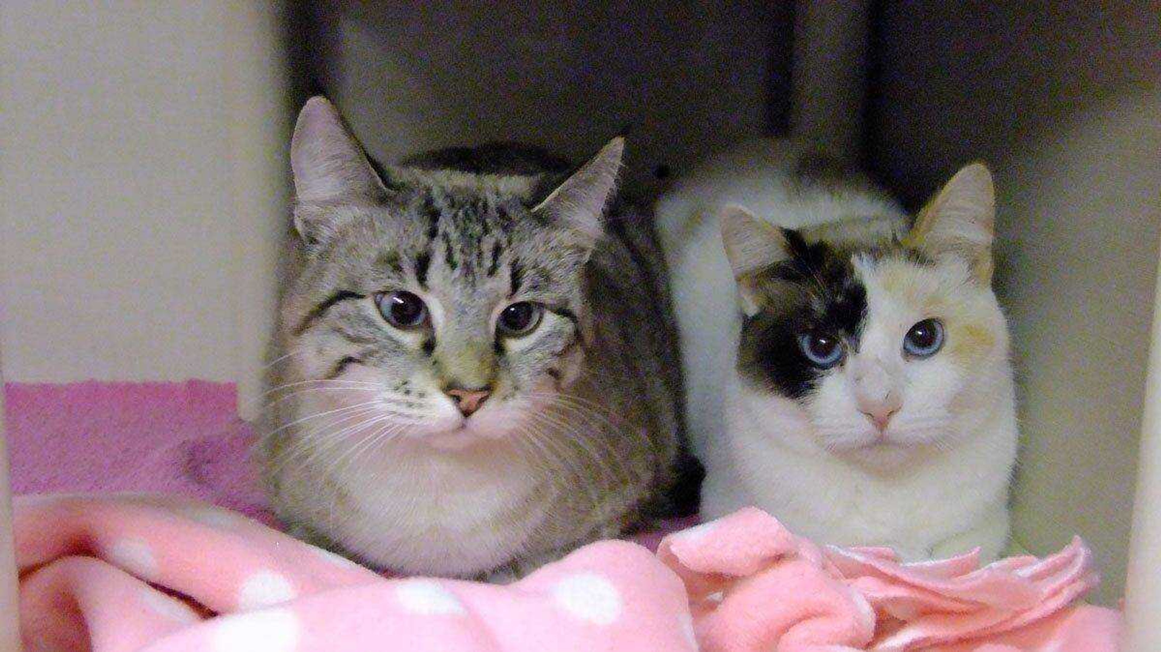 Nala &amp; Cenna are 1 year old. They are both available for adoption at the Humane Society 334-5837.