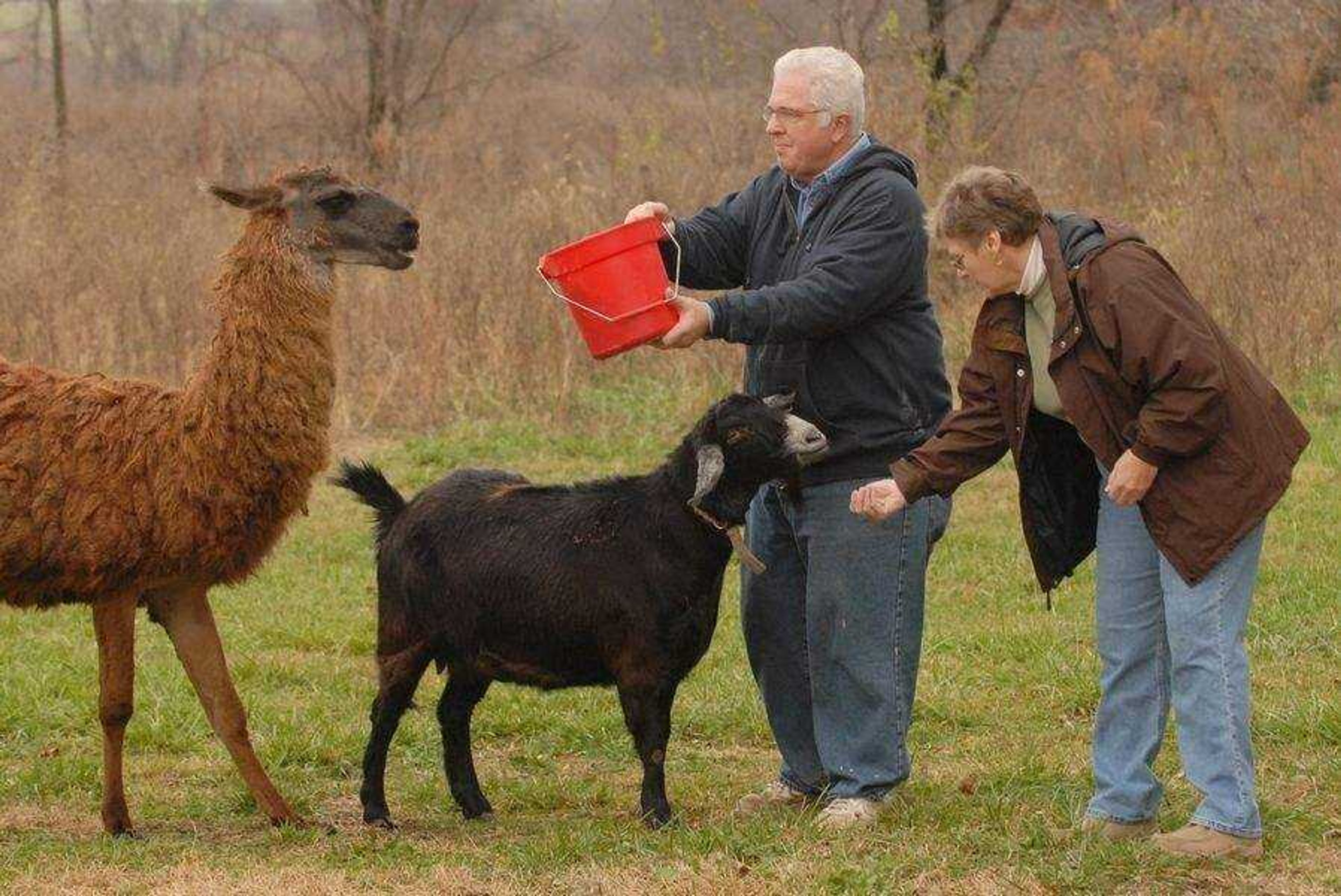 Dale and Marilyn Johnson feed livestock on their 22-acre farm south of Fort Scott, Kan., on Tuesday, Nov. 11, 2008. They tend to four llamas, a goat and a donkey. The couple recently attended a class on rural living in Nevada, Mo., to help their transition to southeast Kansas from southern California. (AP Photo/Mike Gullett)