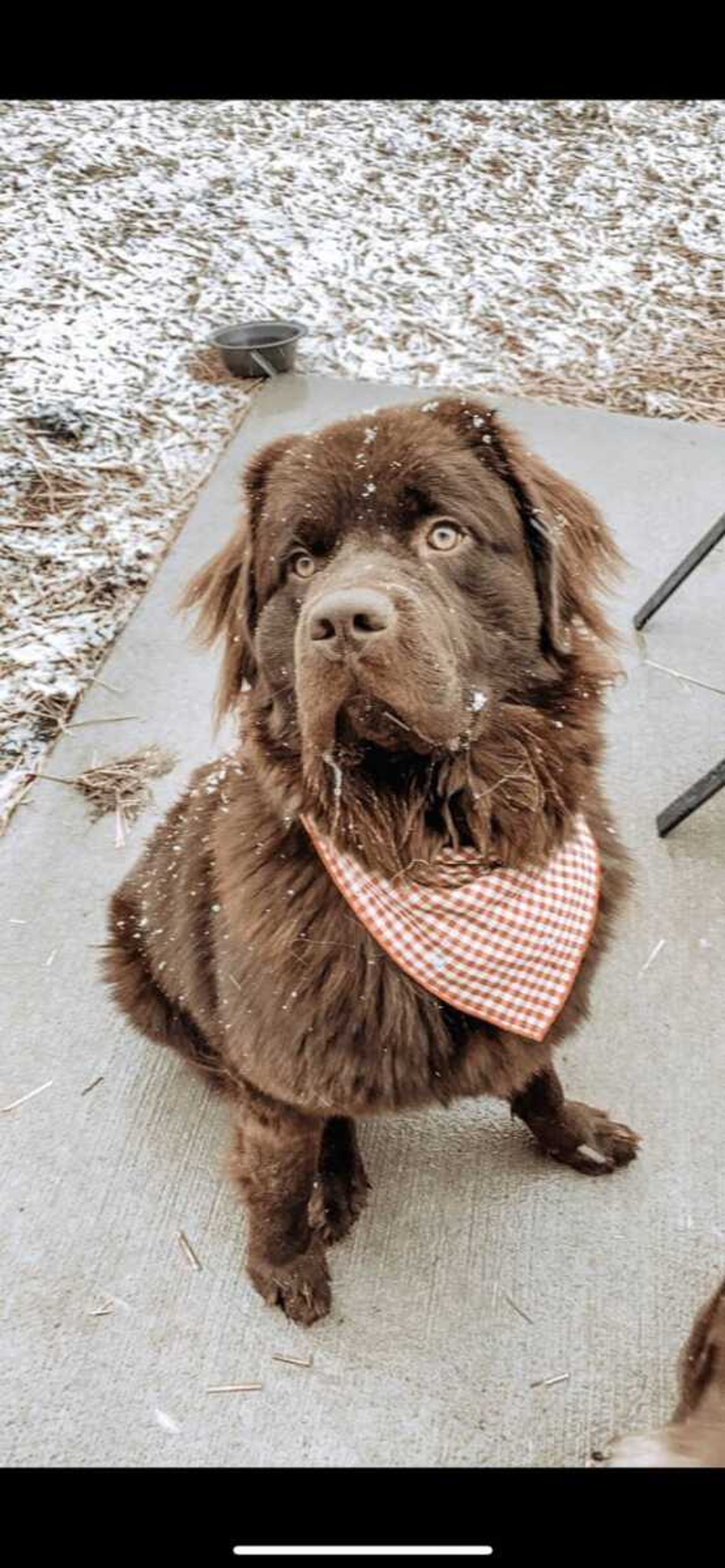 Gus the Newfie&nbsp; -&nbsp; Hi, my is Gus! My pawrents call me Gus, Goose, Goosey, floofy boy or gross. I love to sleep, eat and drool. As you can see, when it's cold outside my drool turns into icicles and mom always has to wipe my face or keep my bib on.