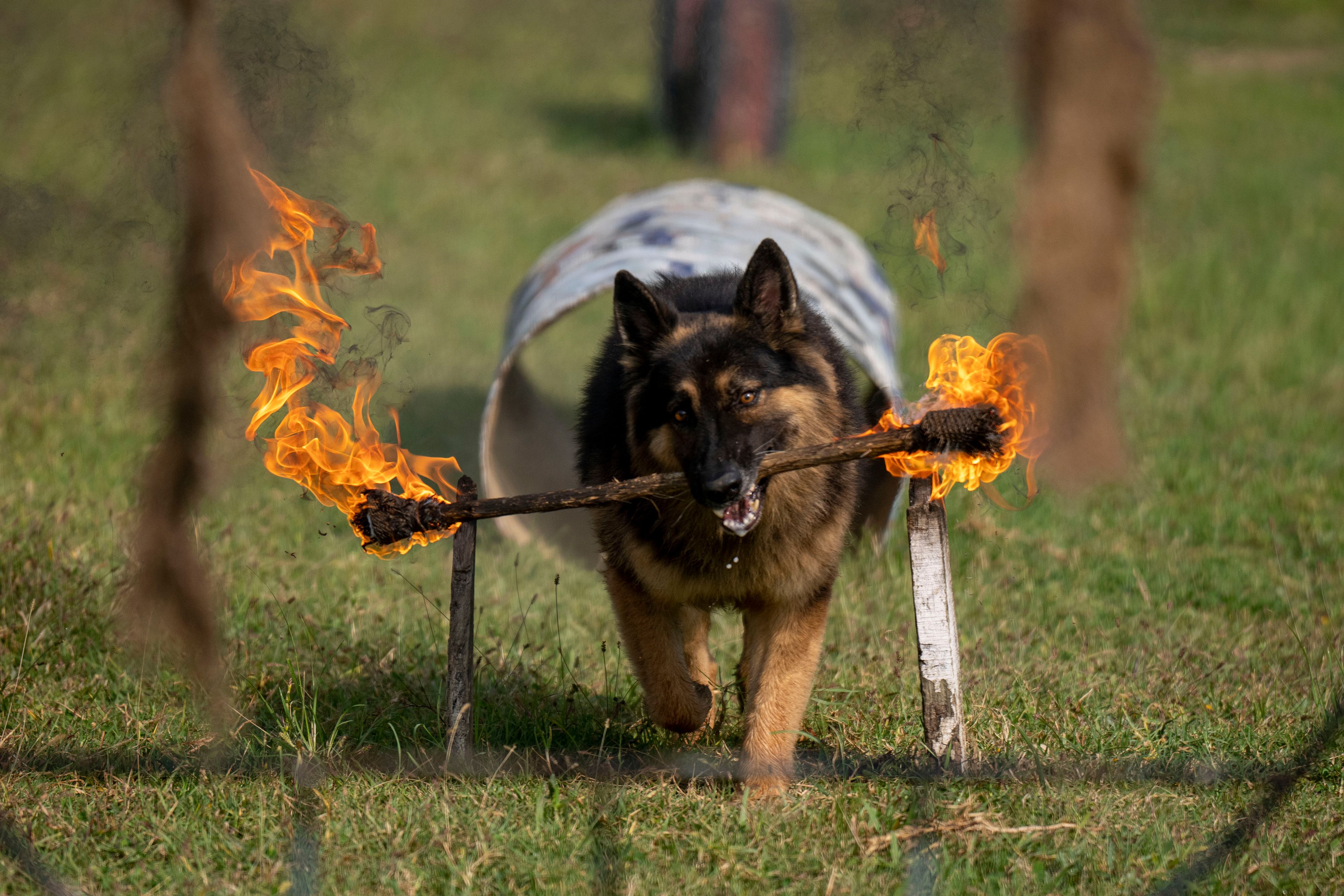 A Nepal's Armed Police Force dog displays skills at their kennel division during Kukkur Tihar festival in Kathmandu, Nepal, Thursday, Oct. 31, 2024. Every year, dogs are worshipped to acknowledge their role in providing security during the second day of five days long Hindu festival Tihar. (AP Photo/Niranjan Shrestha)