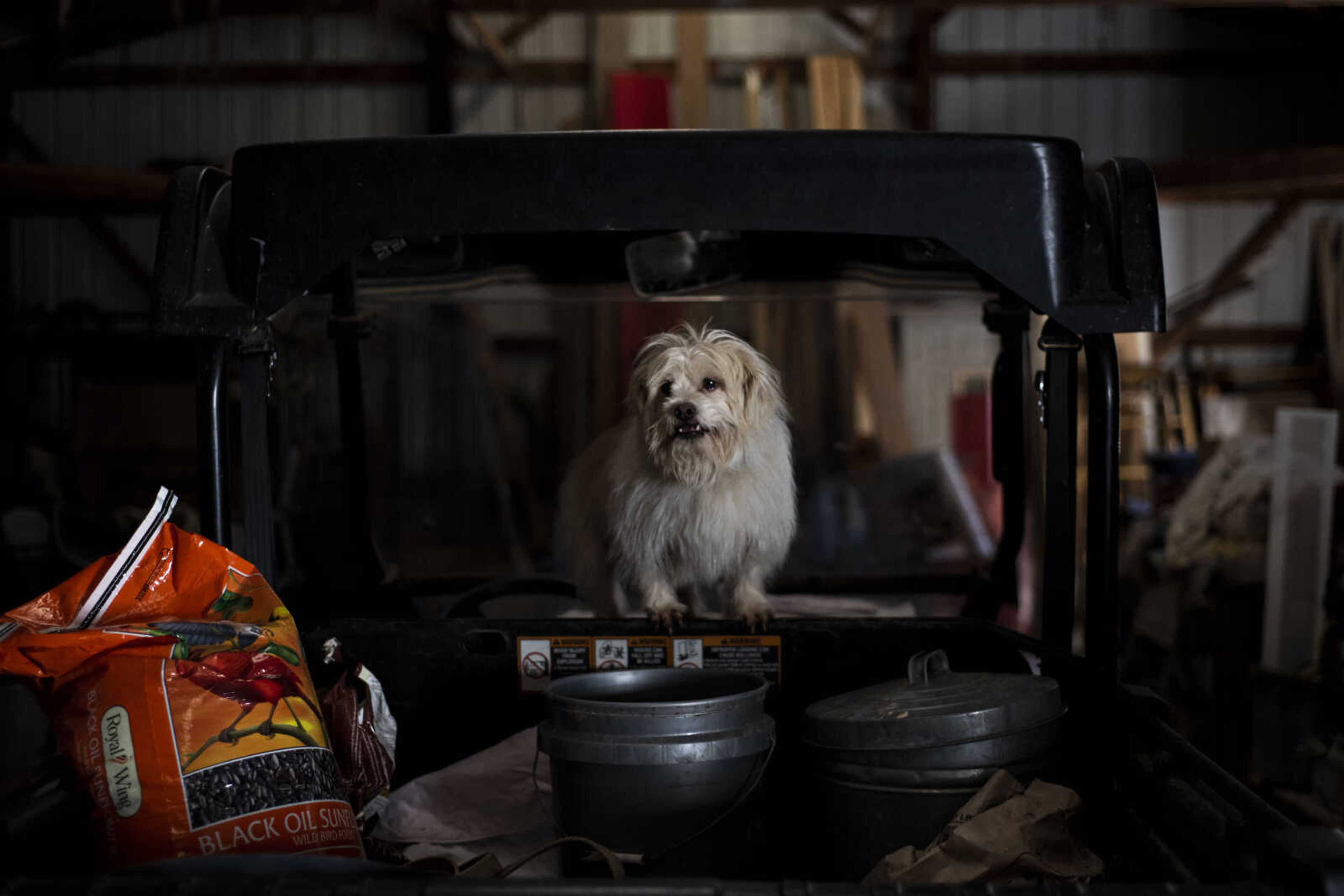 A dog perches on the back of Marilyn Neville's John Deere side-by-side vehicle Wednesday, Jan. 9, 2019, in Zalma.