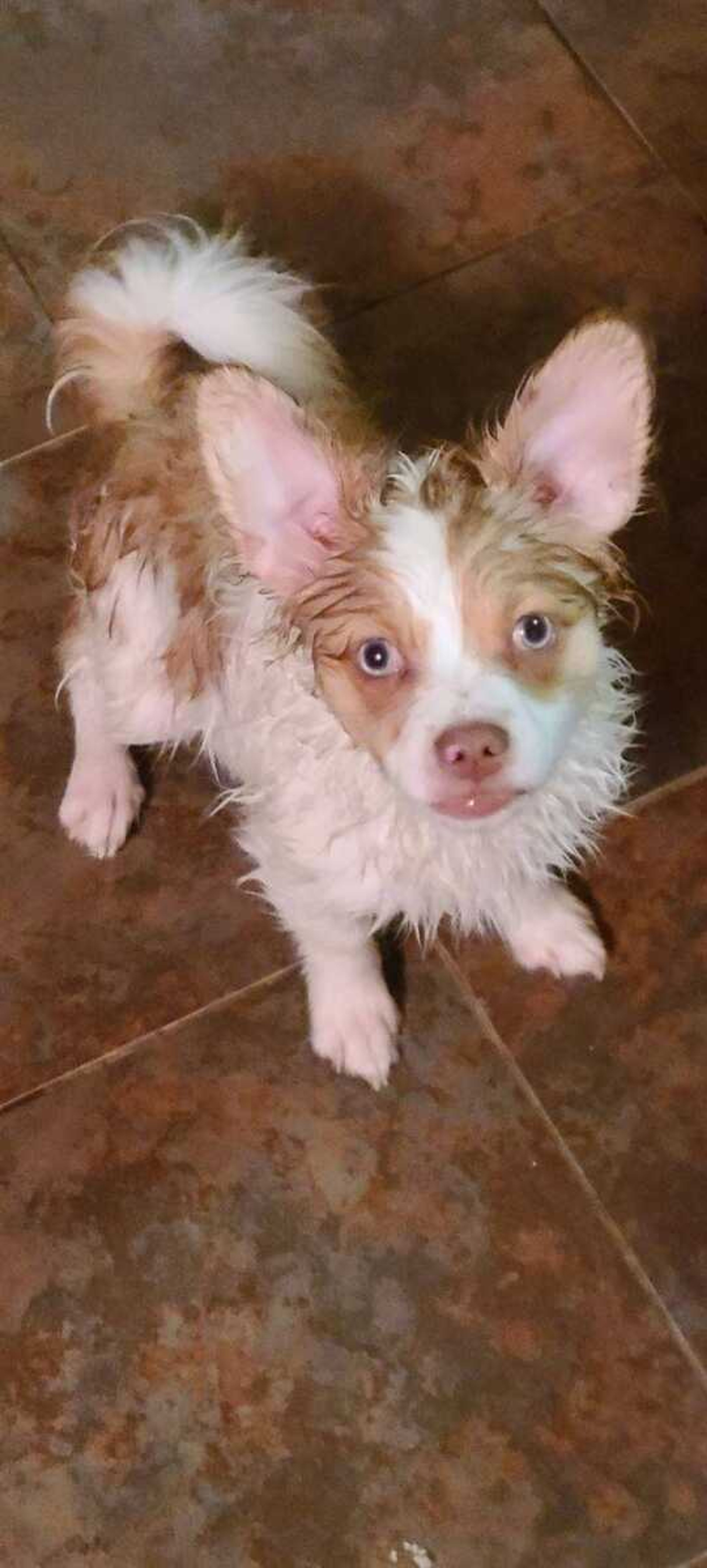 First Bath&nbsp; -&nbsp; So fresh,and wanting his photo shot