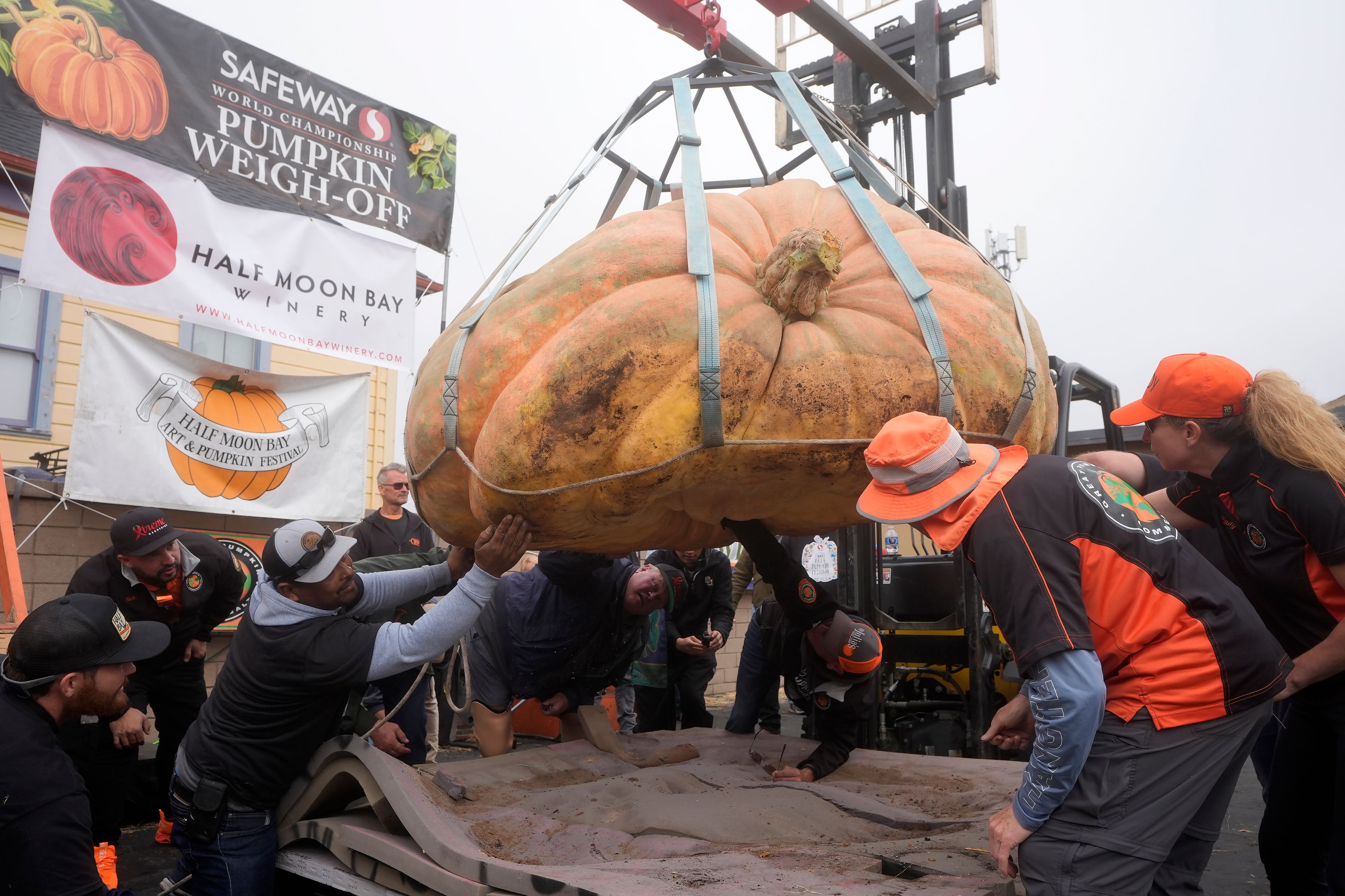 The pumpkin owned by Travis Gienger, of Anoka, Minn., is inspected before weighing in at 2,471 pounds to win at the Safeway World Championship Pumpkin Weigh-Off in Half Moon Bay, Calif., Monday, Oct. 14, 2024. (AP Photo/Jeff Chiu)