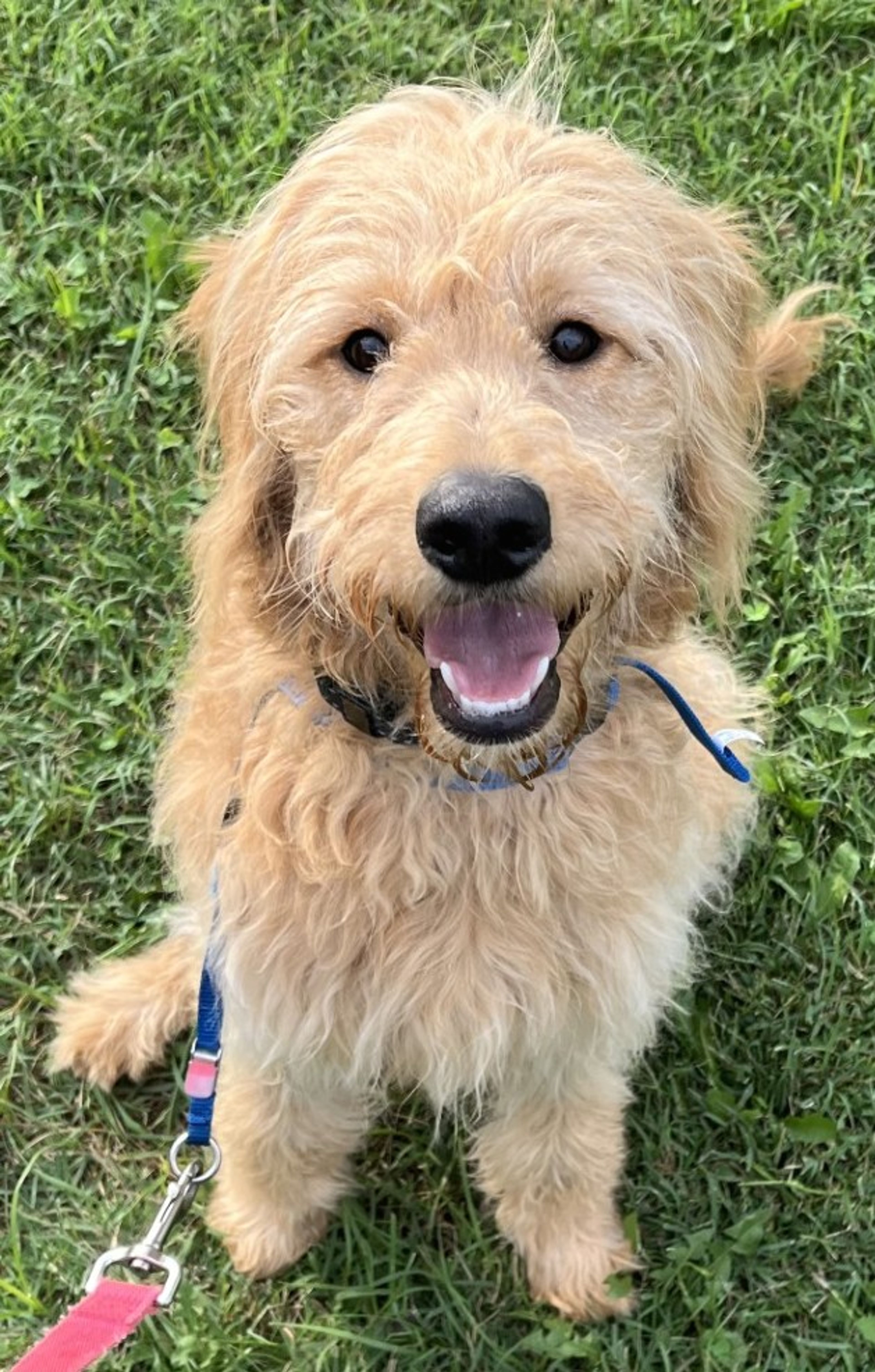 Pet blessing to introduce new Mercy Southeast therapy dog