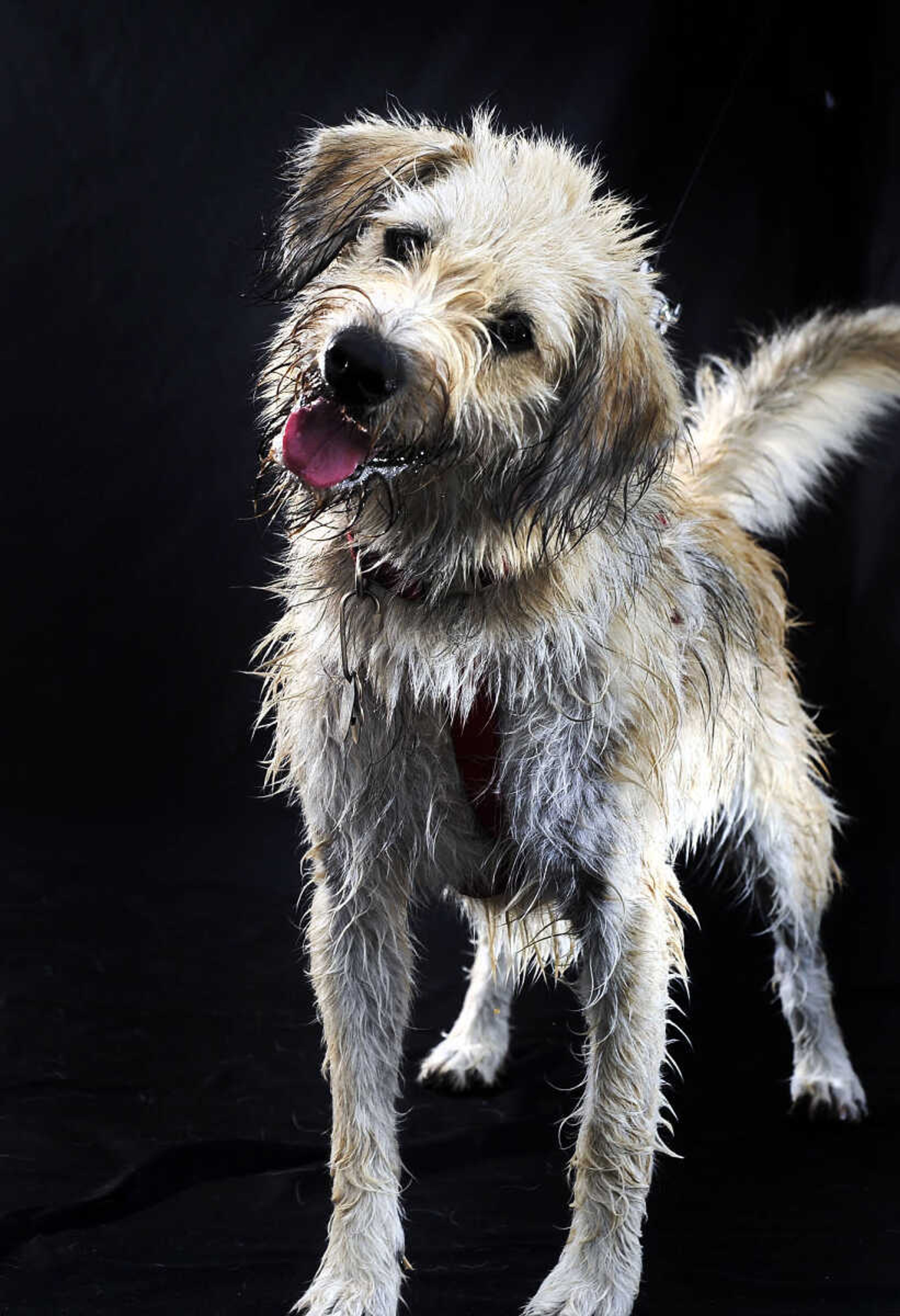 LAURA SIMON ~ lsimon@semissourian.com

Doggy Swim Day at Cape Splash, Sunday, Sept. 27, 2015, in Cape Girardeau. Leashed dogs got to swim and play in the lazy river and swimming pools with their owners. Proceeds from event benefit the Cape Girardeau Parks and Recreation Foundation.