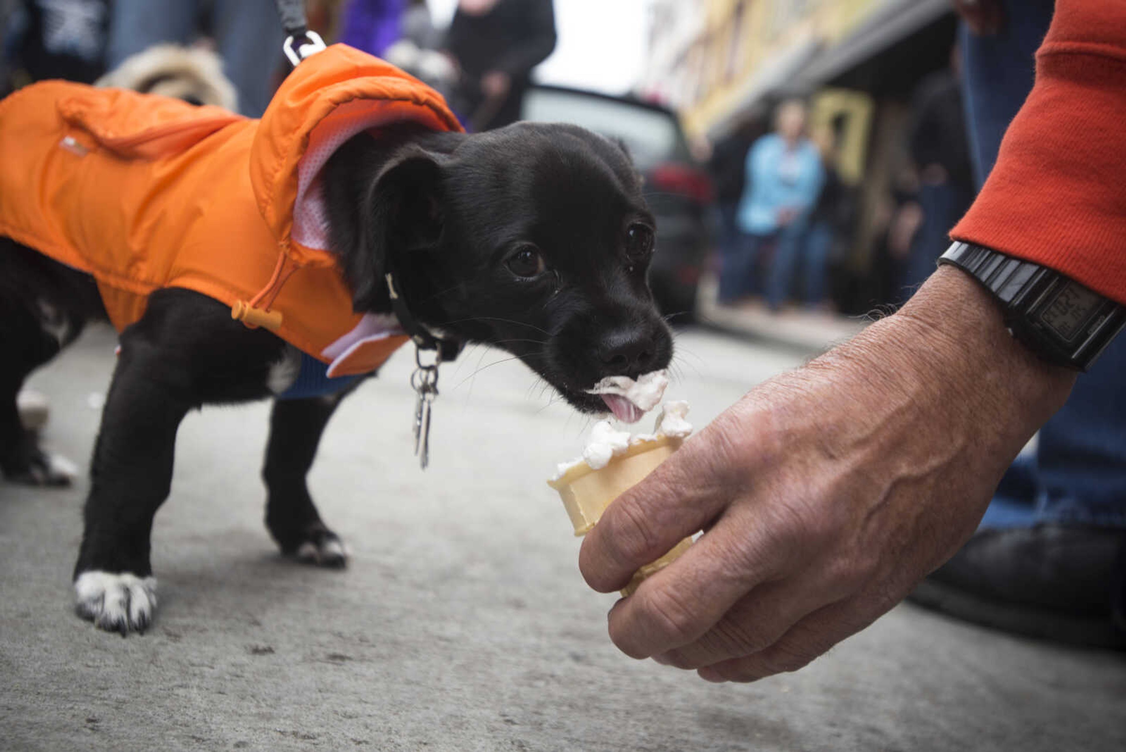 Larry Seabaugh with Sugar Chic Creamery feeds a whipped cream doggy cone to a dog at the conclusion of the 2nd annual Mardi Paws Parade of Pets on Sunday, March 18, 2018, in Cape Girardeau.