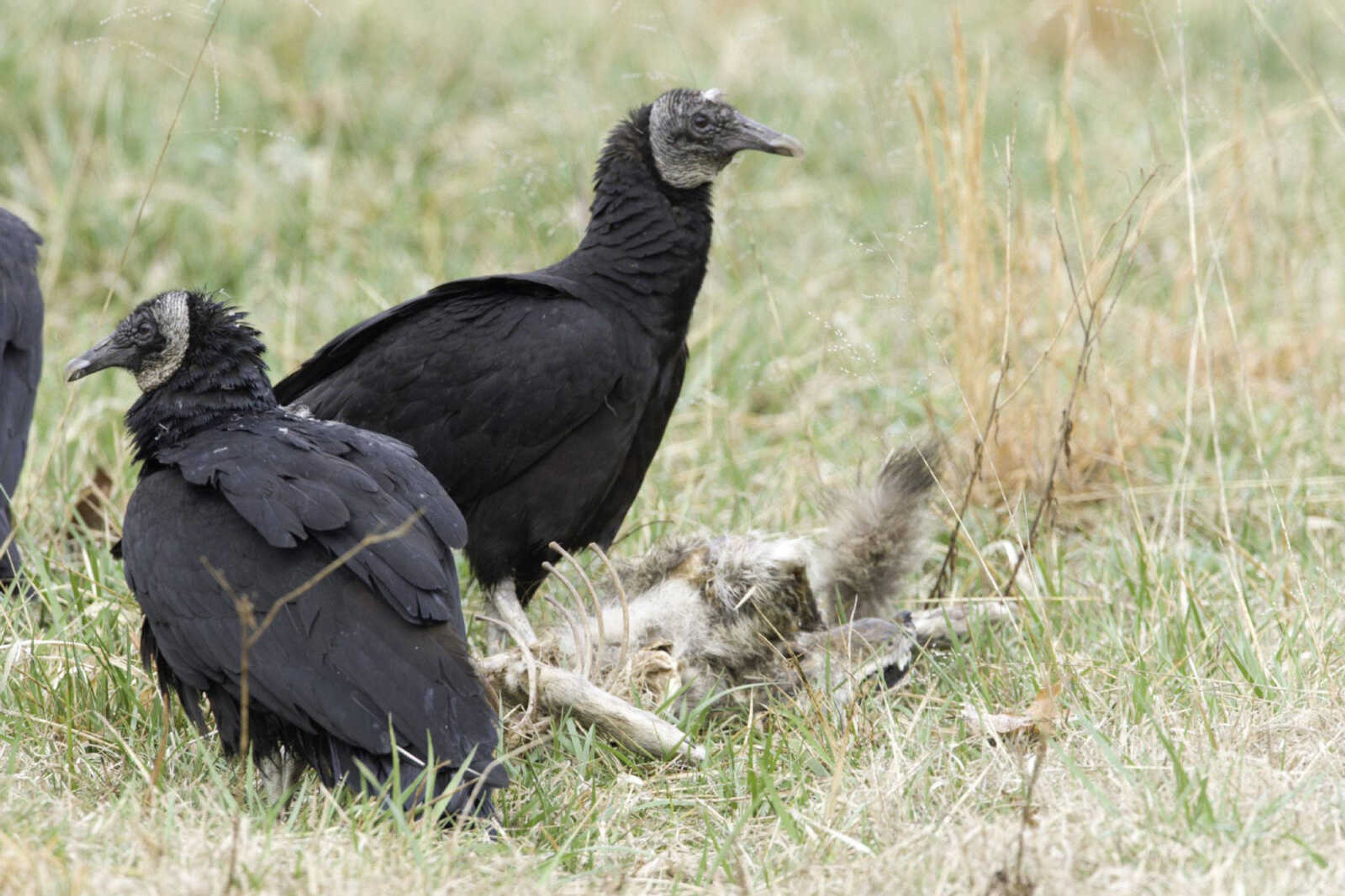 Black vultures eat a coyote carcass in March 2007 at Shepherd of Hill Fish Hatchery in Branson, Missouri.