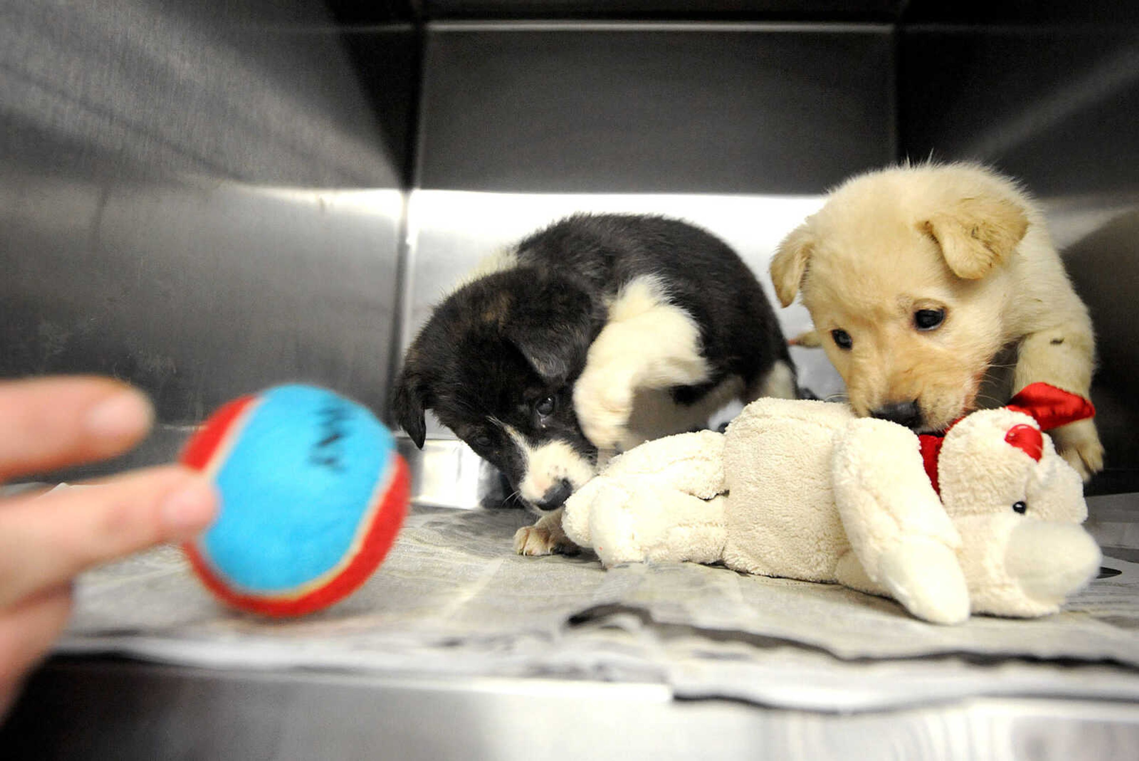 LAURA SIMON ~ lsimon@semissourian.com

Labrador mix puppies receive toys inside their kennel, Tuesday, Nov. 19, 2013, at the Humane Society of Southeast Missouri.