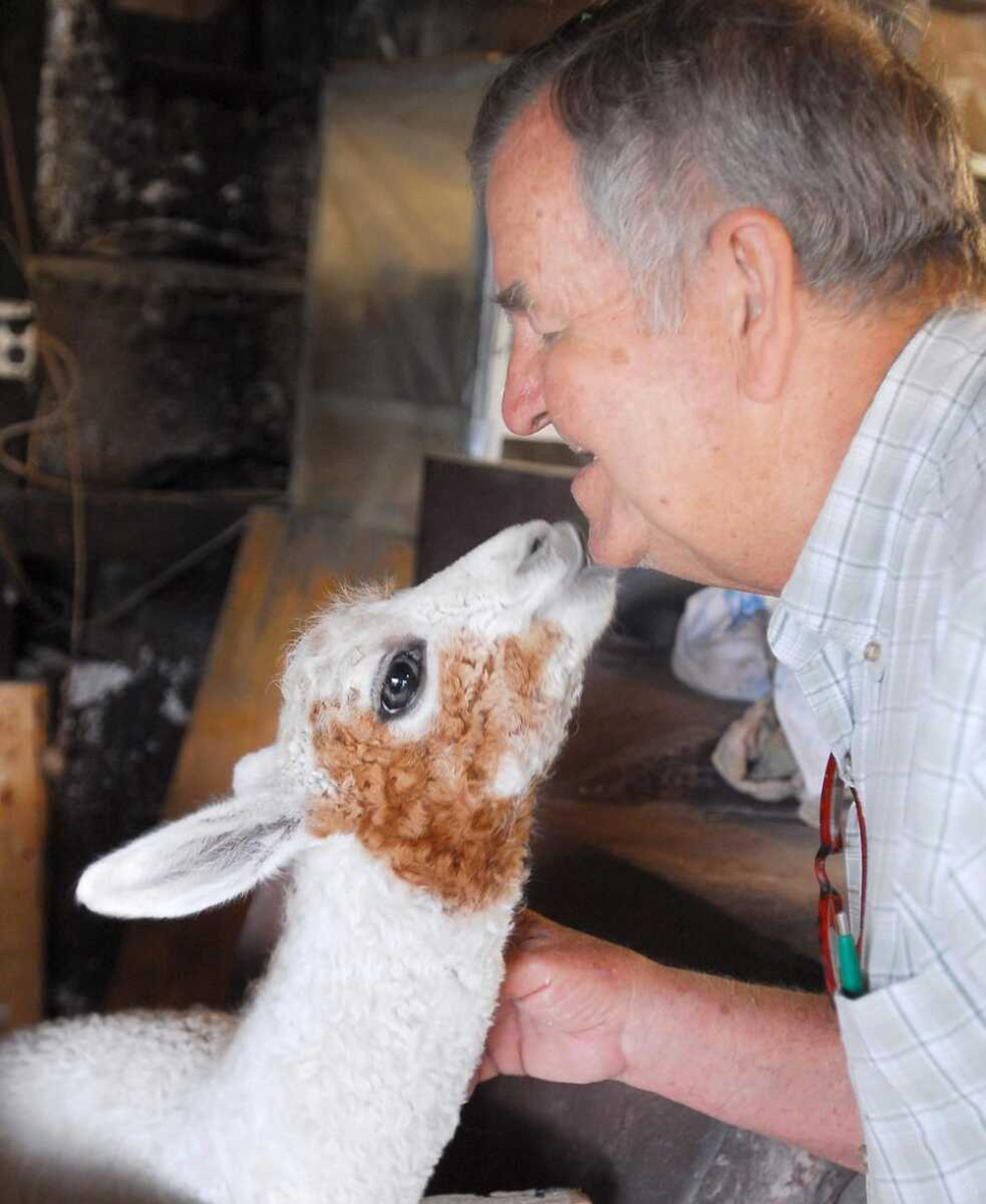 Annie, a 1-month-old llama, touched her face to Clarence Shirrell's. Shirrell has taken care of her since her mother died.