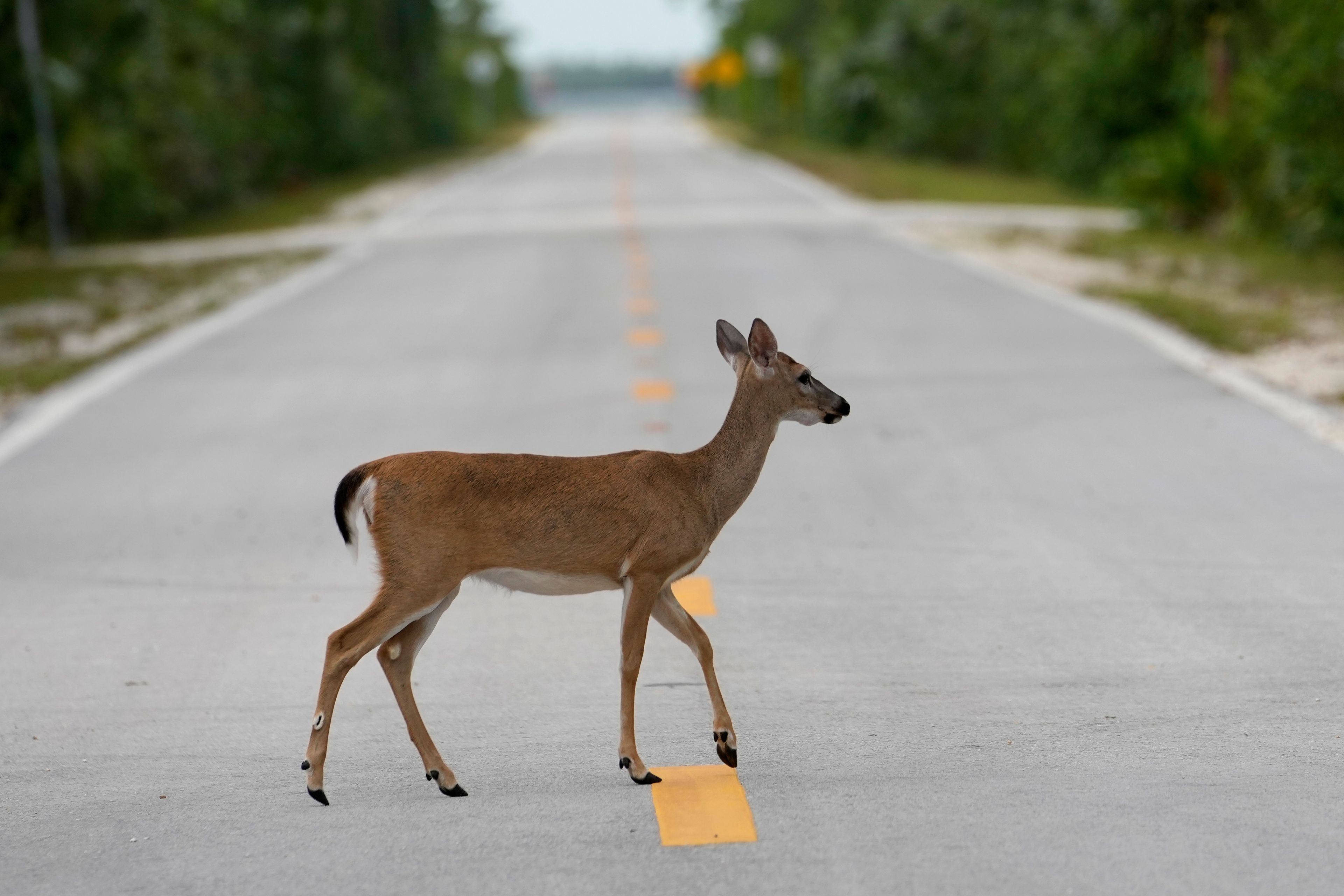 A Key Deer, the smallest subspecies of the white-tailed deer that have thrived in the piney and marshy wetlands of the Florida Keys, crosses the road Thursday, Oct. 17, 2024, in Big Pine Key, Fla. (AP Photo/Lynne Sladky)