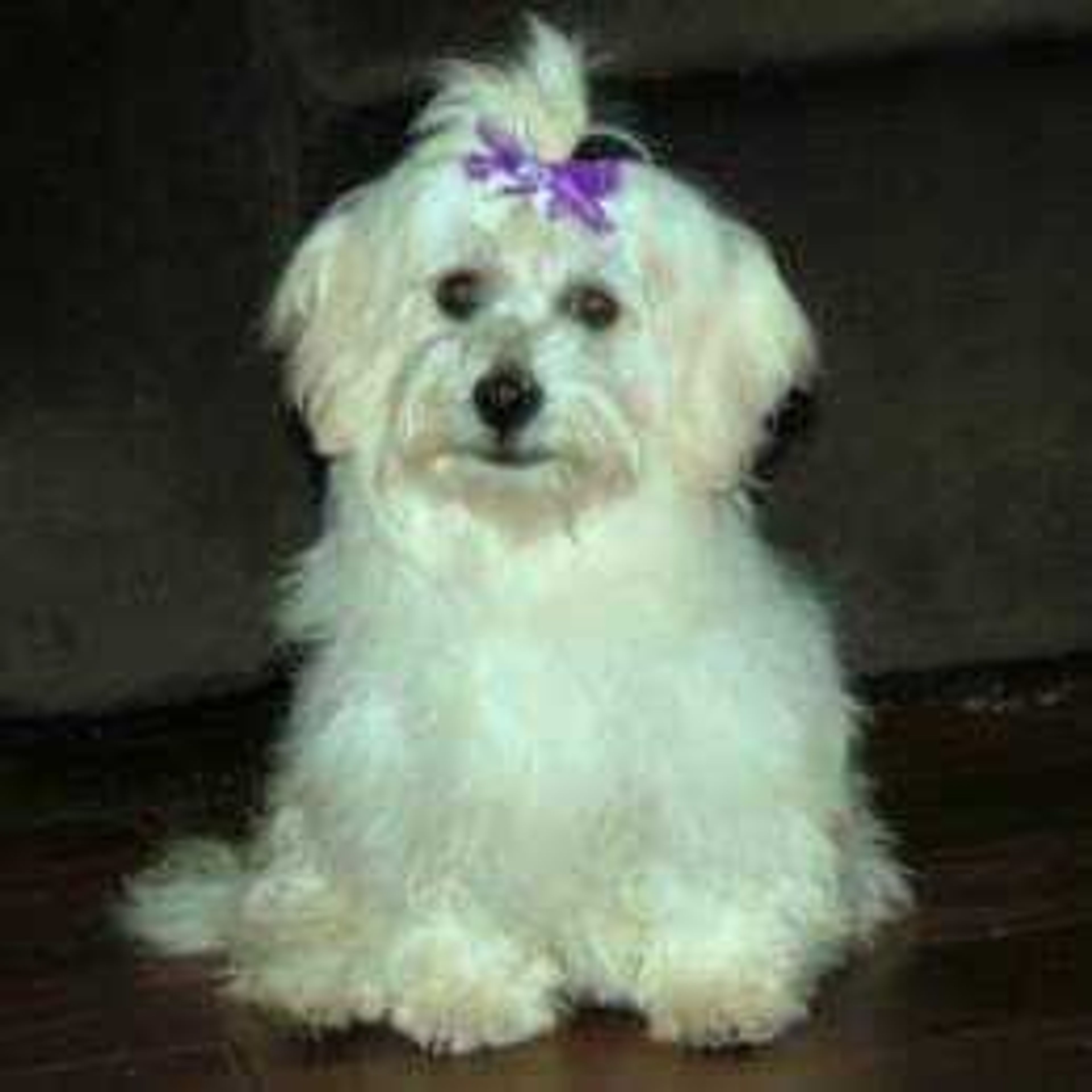 The princess Shelby - Shelby is a havanese who so spoiled