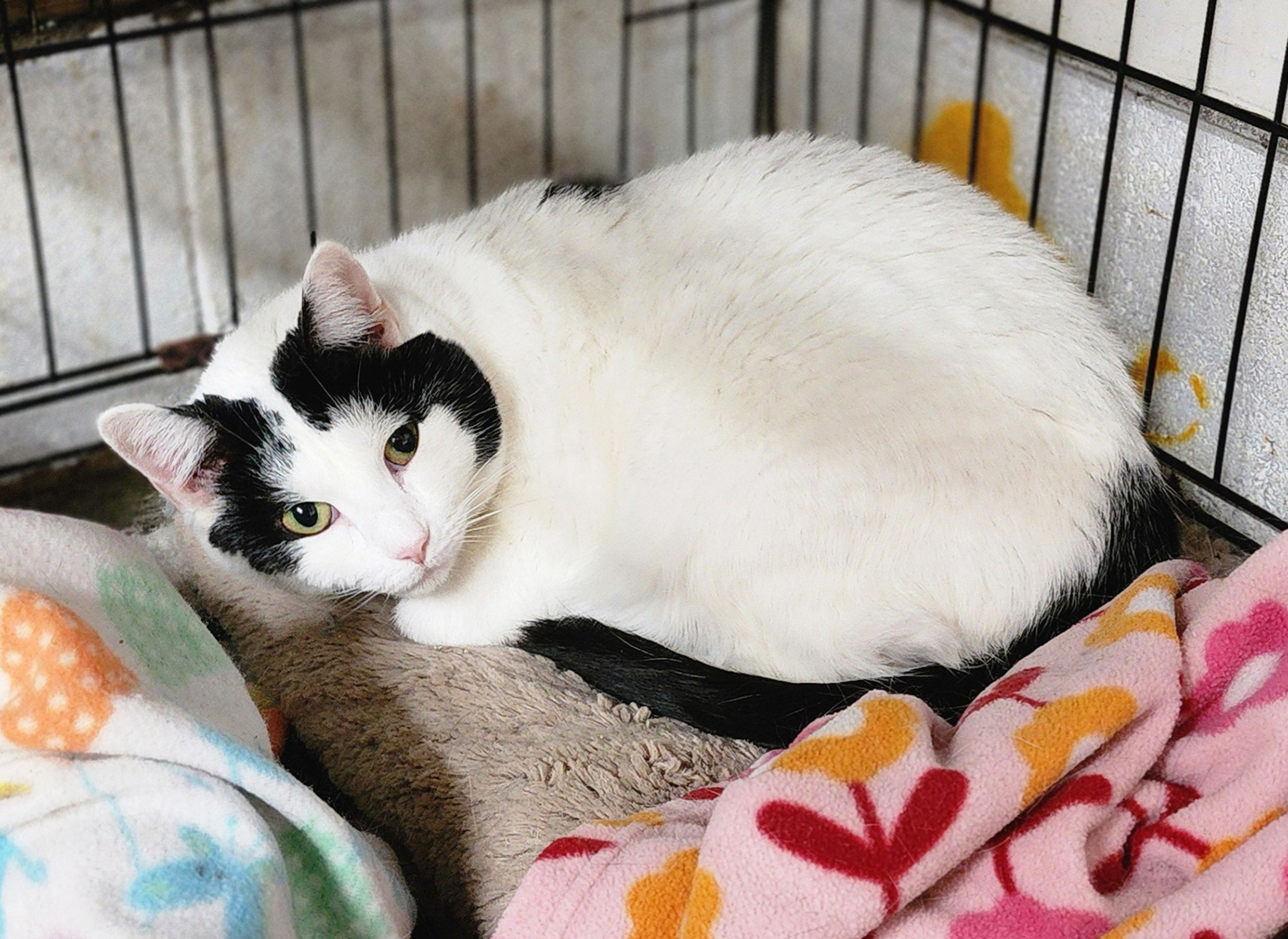 Taylor is a 10-year-old female lap type who wants a quiet calm home. If you have room in your heart and home for Taylor or any other pet, visit us at 359 Cree Lane near Jackson any weekday or weekend from 8 a.m. to noon. Visitors are always welcome to play with our pets.