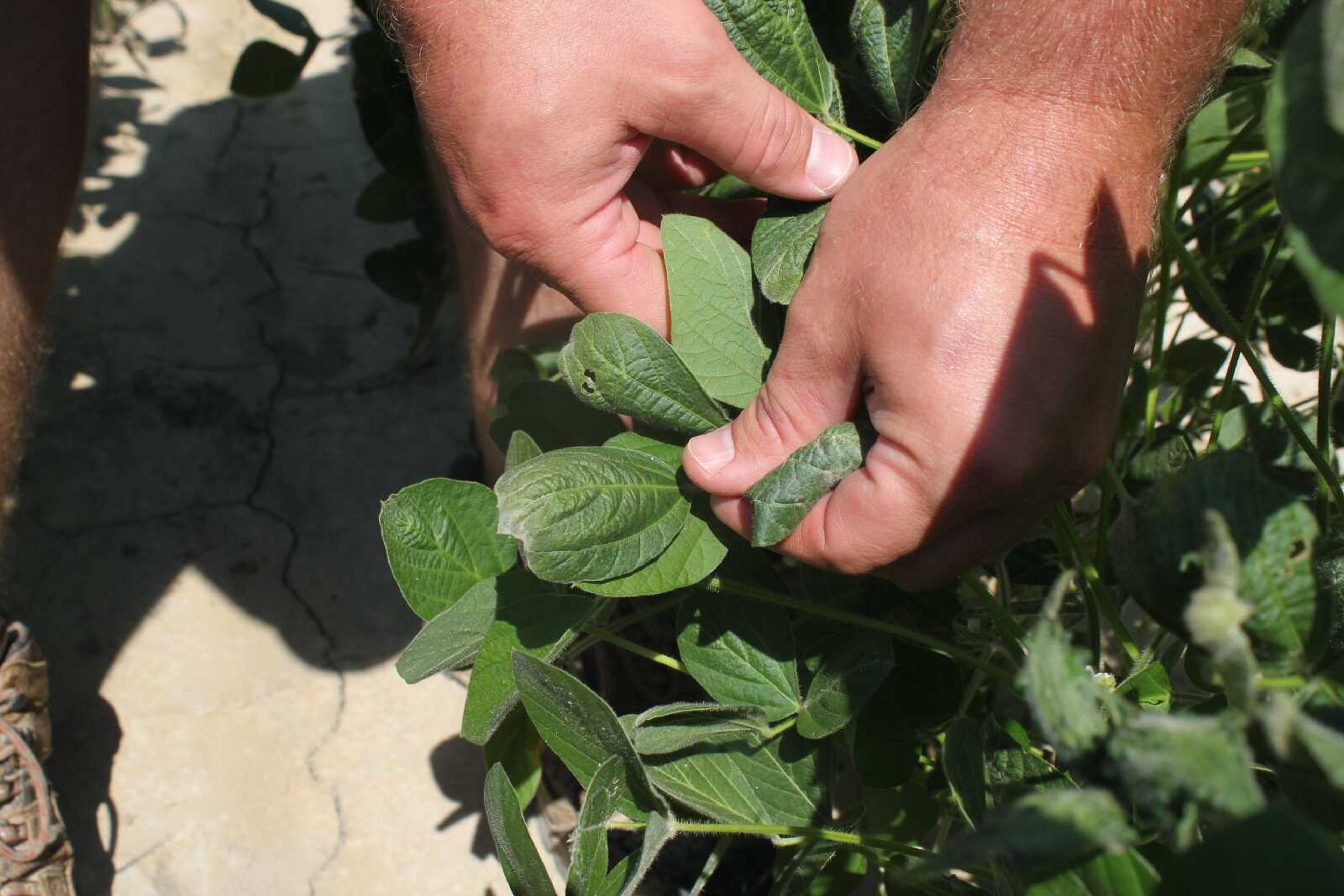 Reed Storey shows the damage to one of his soybean plants in Marvell, Arkansas.