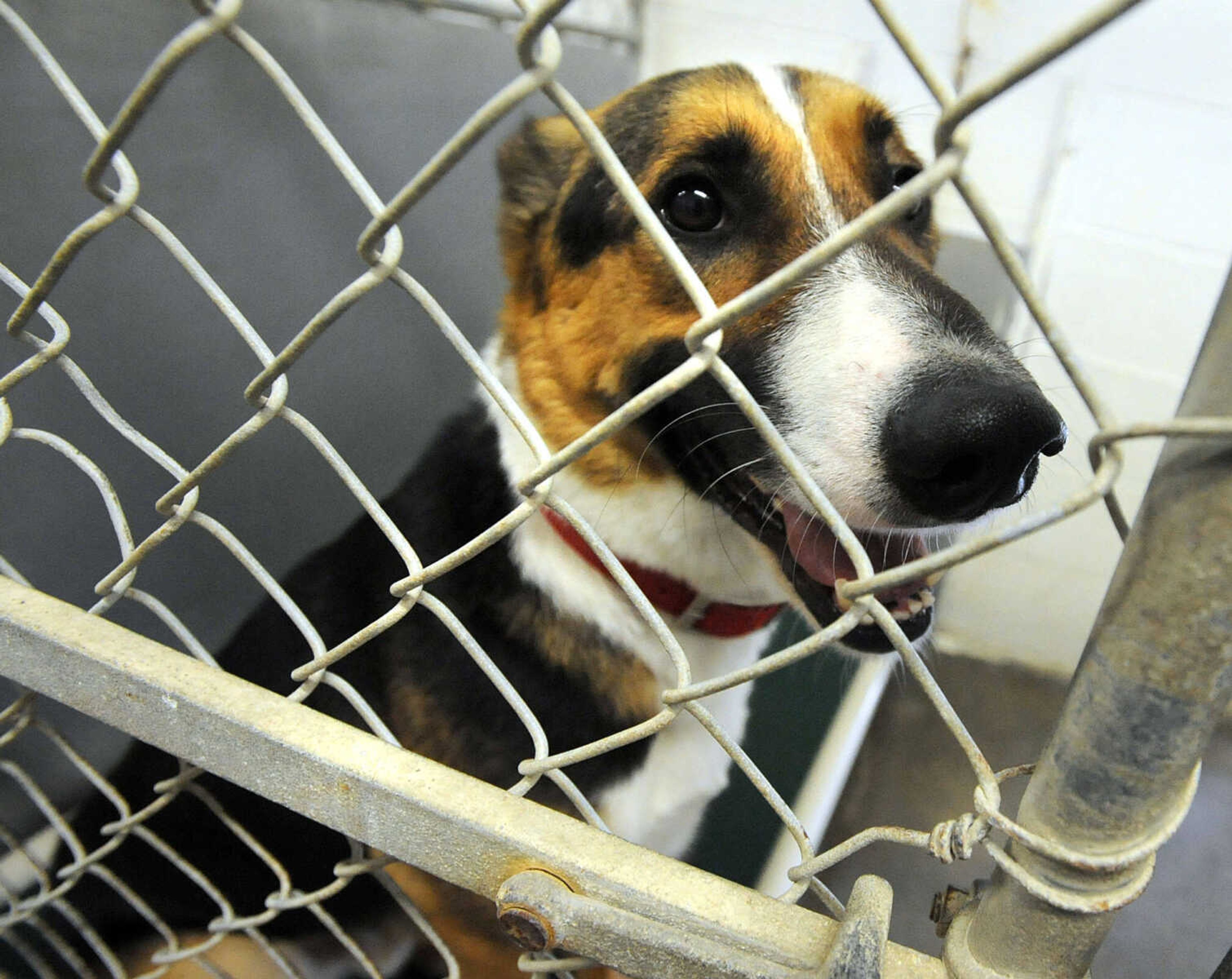 LAURA SIMON ~ lsimon@semissourian.com
Just one of many animals up for adoption Tuesday, May 8, 2012 at the Humane Society of Southeast Missouri.