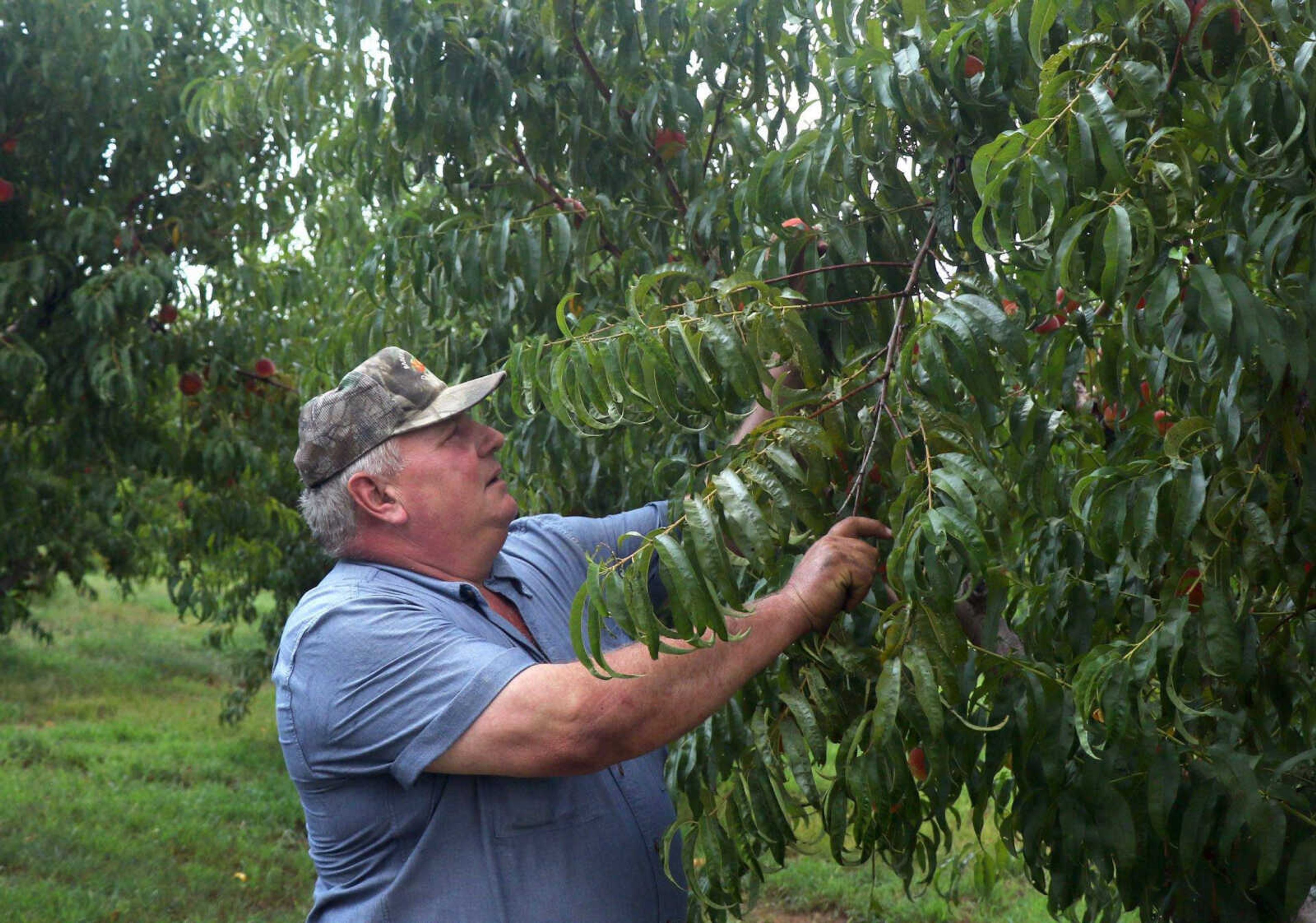 Bill Bader surveys his peach trees for damage he said comes from illegal use of the herbicide dicamba, on Aug. 10, 2016, at Bader Farms in Dunklin County, Missouri.