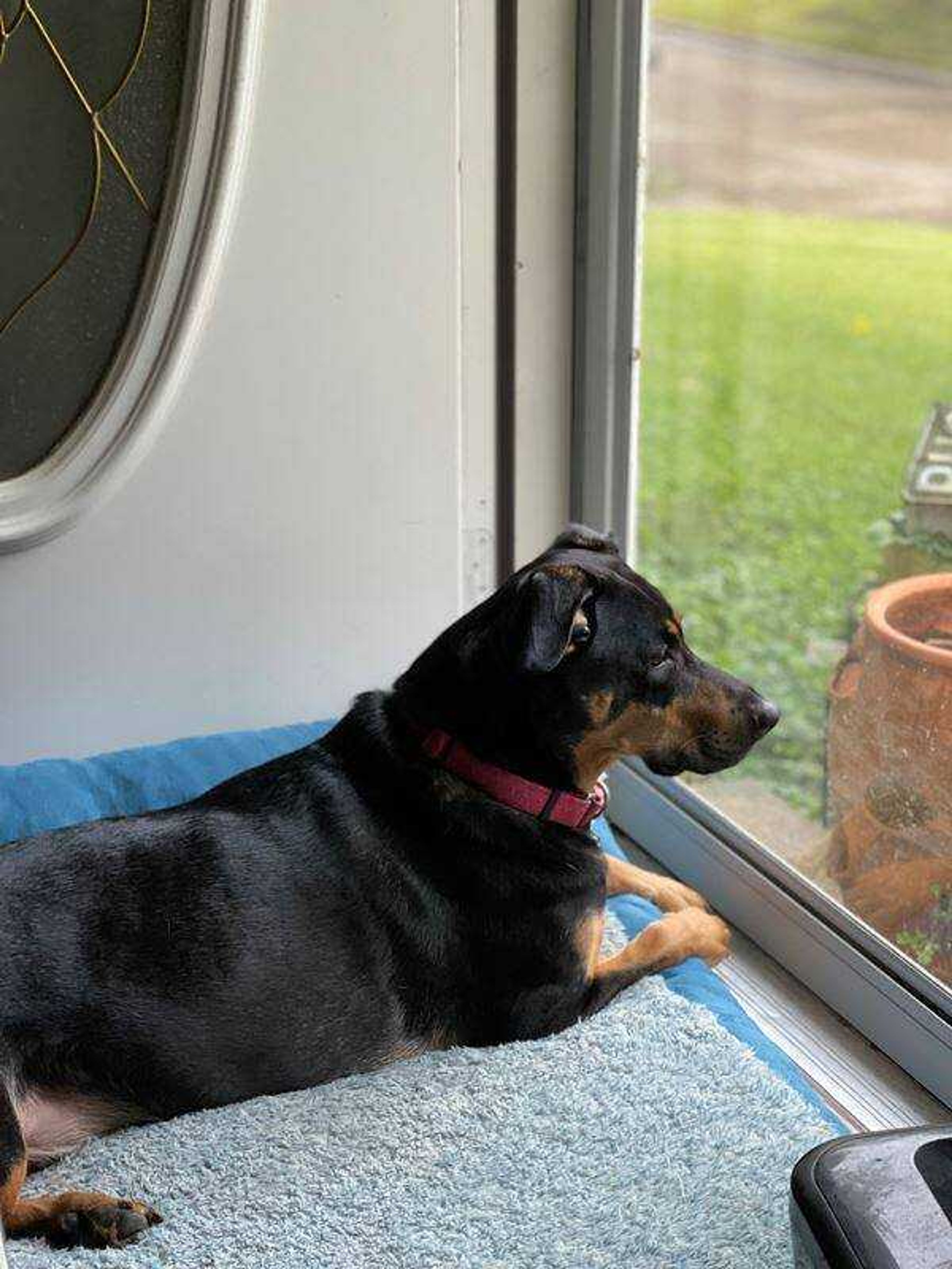 Keeping Watch&nbsp; -&nbsp; Milo keeping watch and protecting the house on a rainy day