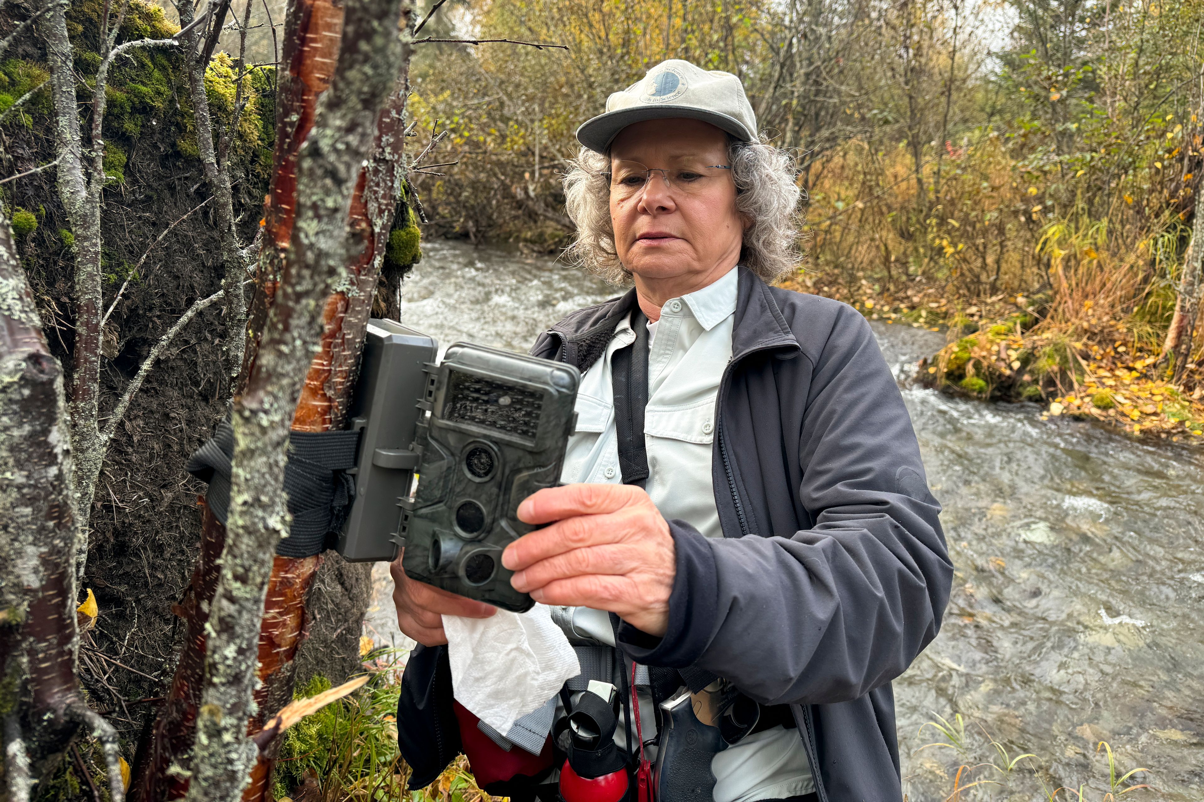 Donna Gail Shaw checks her trail camera on Sept. 26, 2024, near a populated neighborhood of Anchorage, Alaska. (AP Photo/Mark Thiessen)