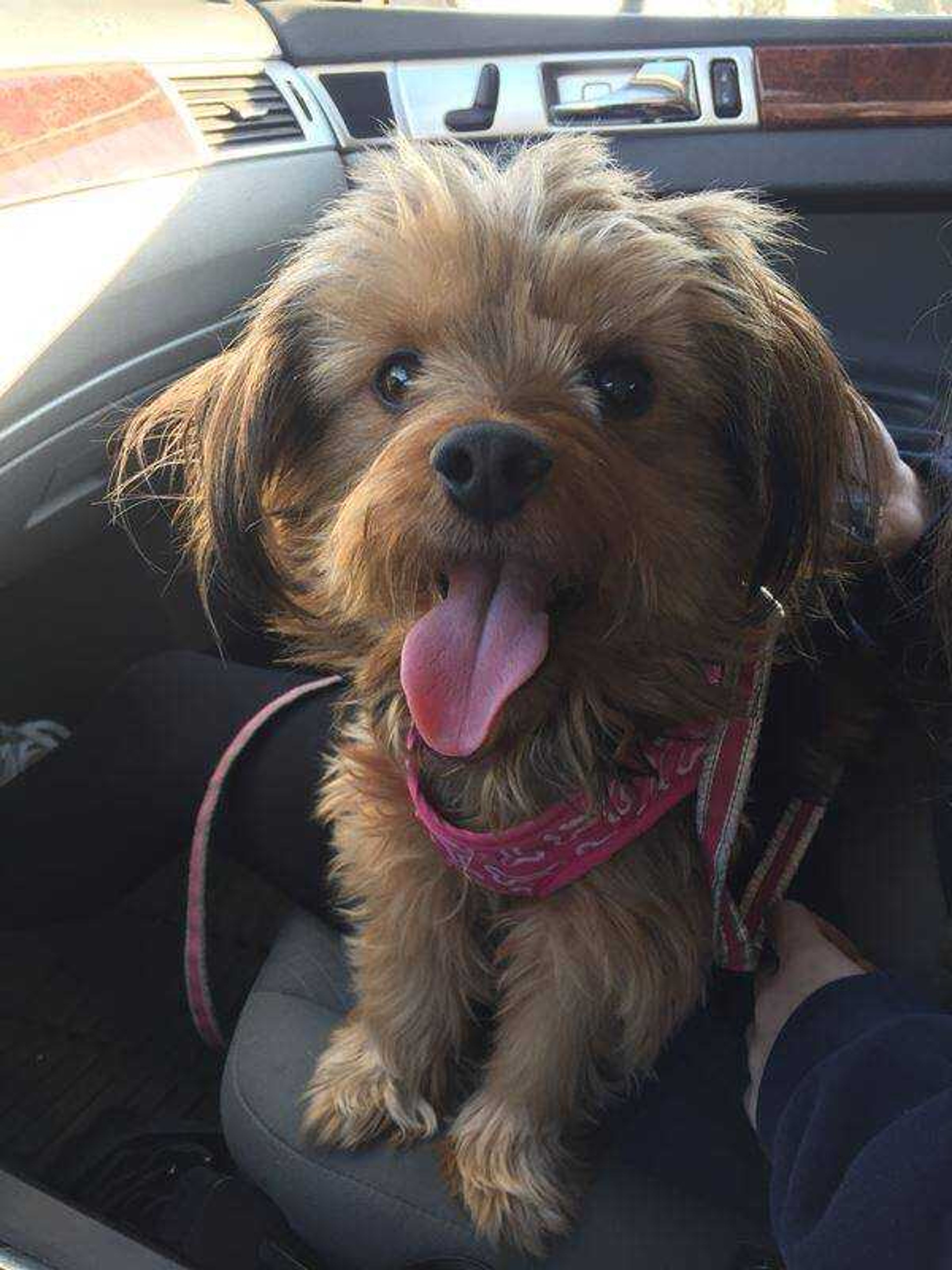 Maggie - Did someone say go for a car ride?