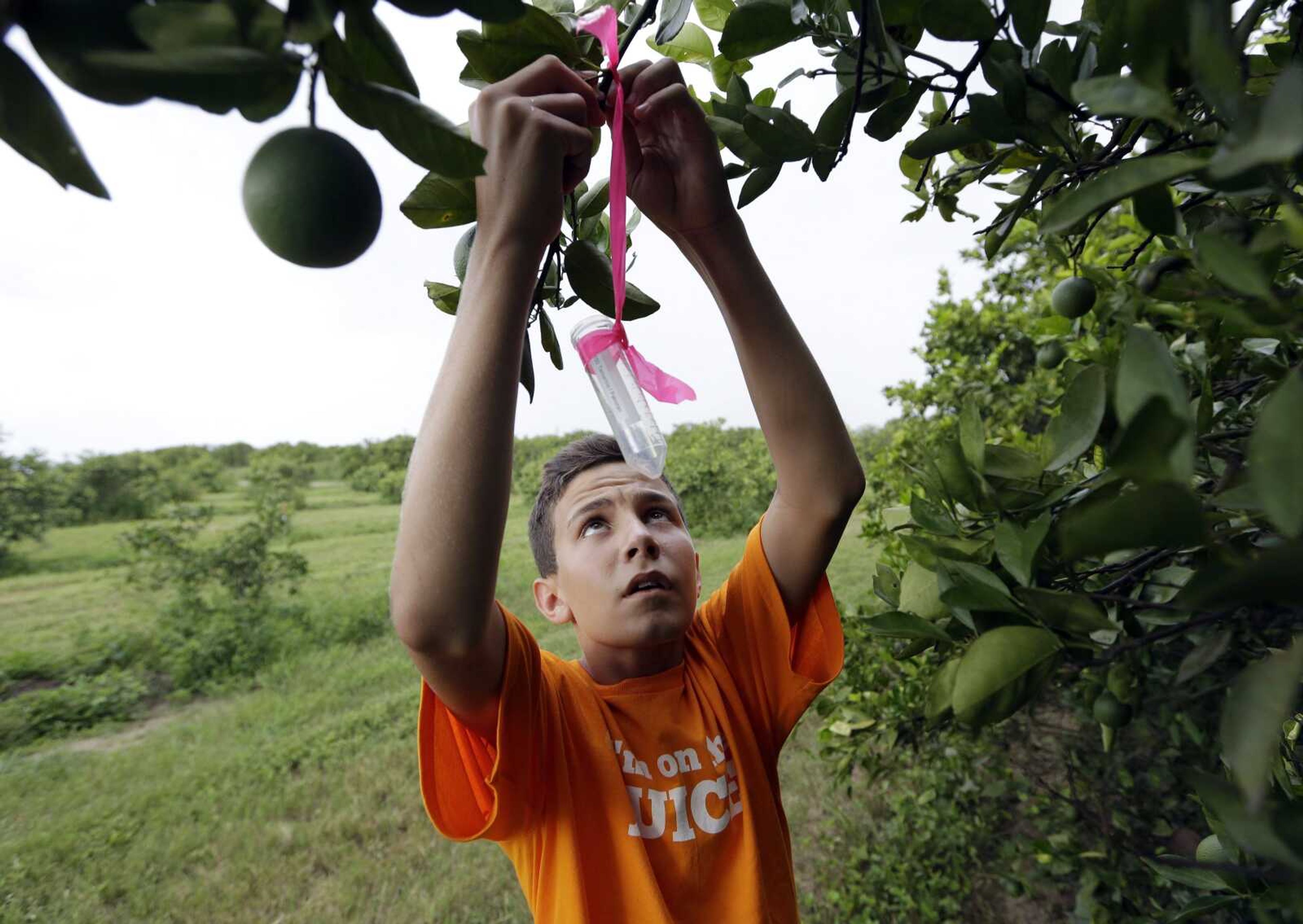 Nick Howell, 13, a member of the McLean family who owns Uncle Matt's Organic orange juice company, places a vial containing the tamarixia wasp to release in their orange groves in Clermont, Florida, in hopes of combating the citrus greening disease. (Lynne Sladky ~ Associated Press)