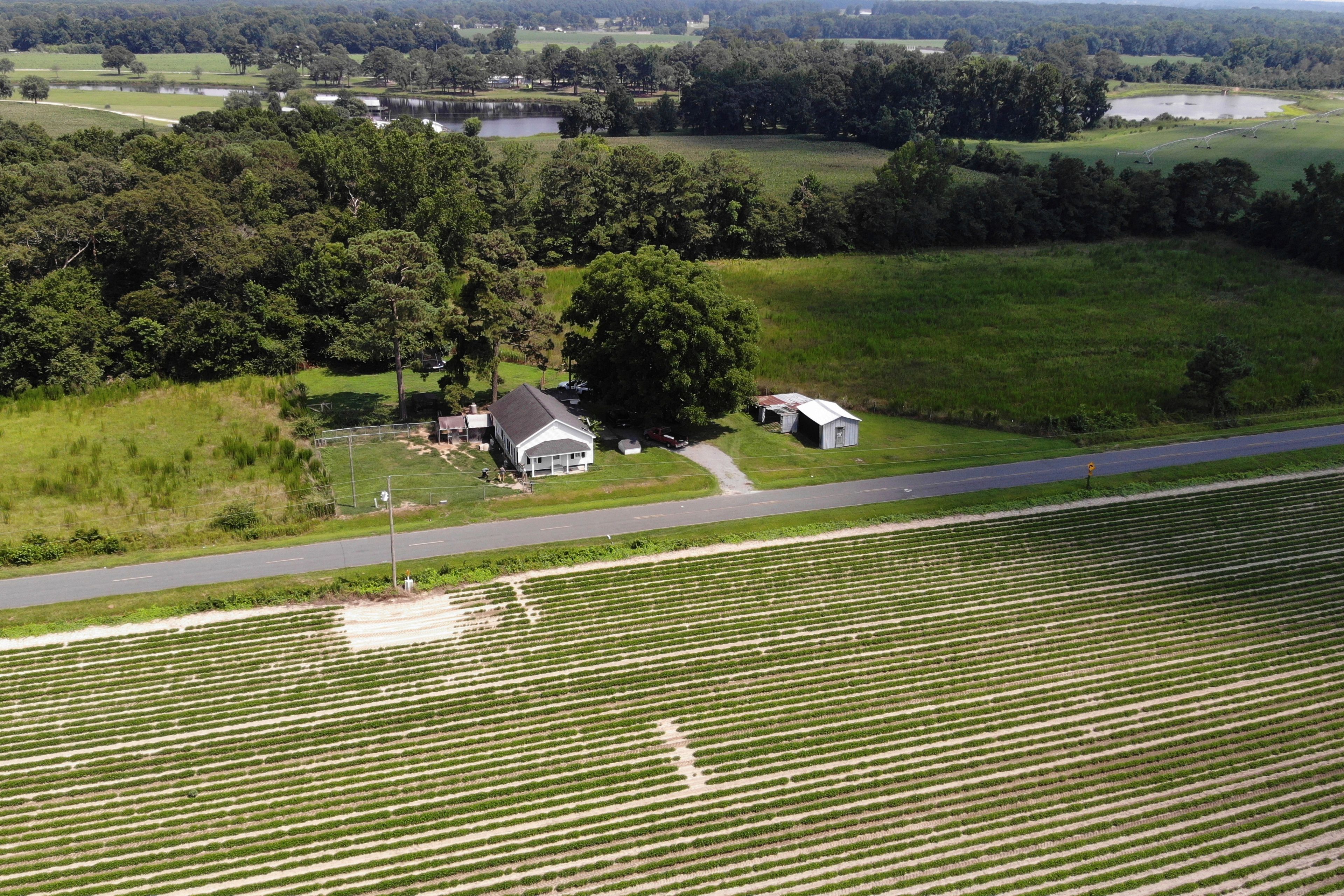 Farm fields and woods surround the home of Amy and Chris Arthur outside Mount Olive, N.C., on Monday, July 15, 2024. (AP Photo/Allen G. Breed)