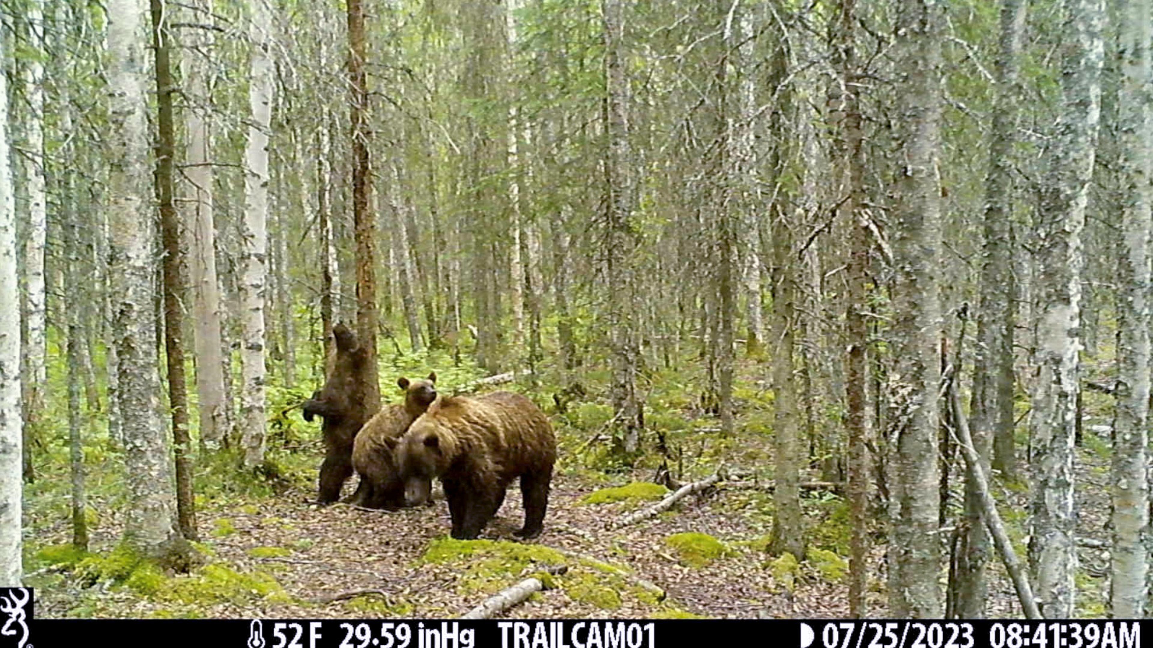 This image made from video provided by Donna Gail Shaw shows a view from a trail camera of a brown bear and cubs on July 25, 2023, in Anchorage, Alaska. (Donna Gail Shaw via AP)