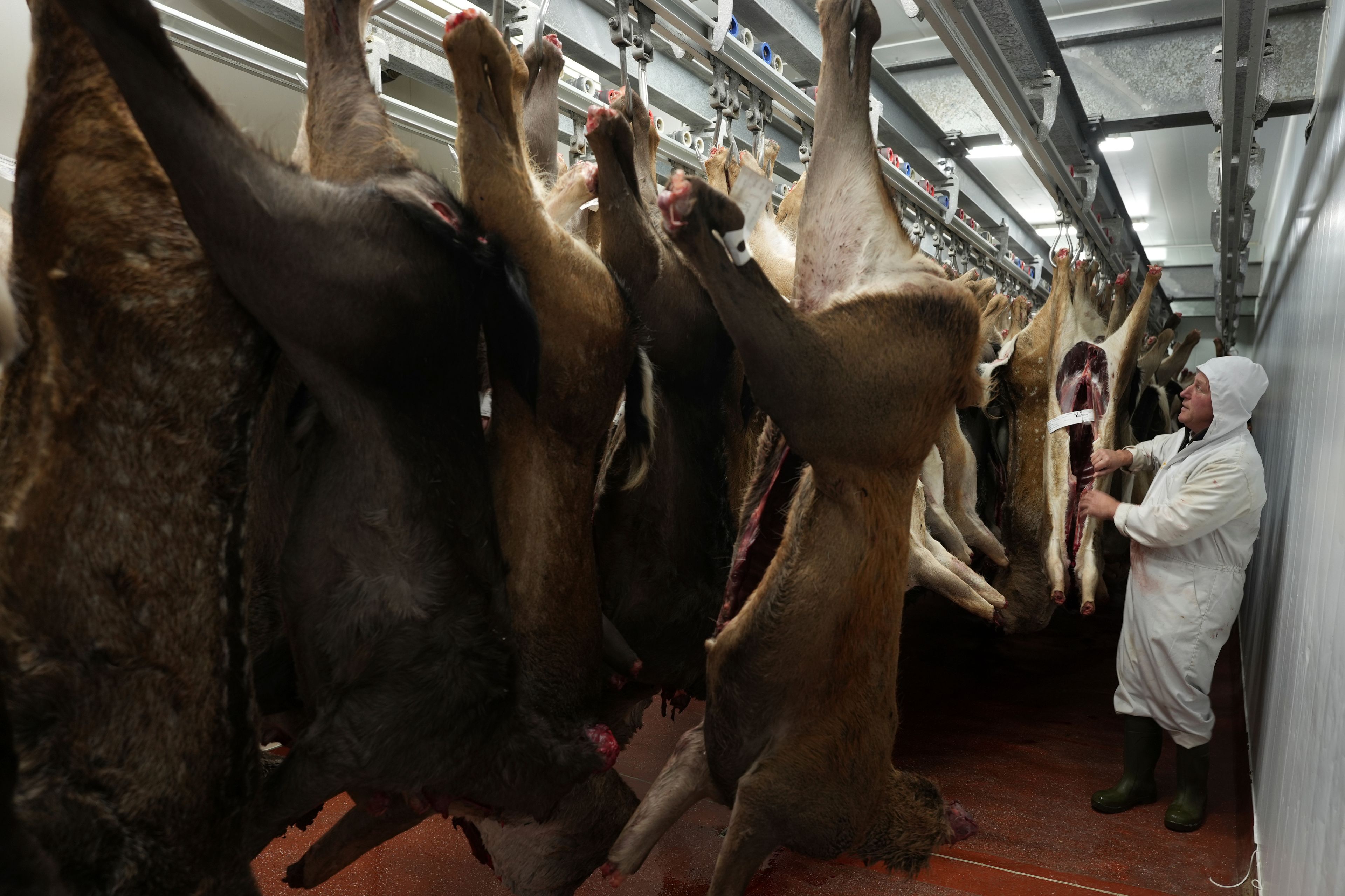 HOLD FOR STORY BY SYLVIA HUI Ben Rigby looks at newly arrived deer carcasses at his venison meat facility in Mundon, England, Thursday, Oct. 31, 2024. Wild deer numbers have dramatically multiplied in recent decades and there are now more deer in England than at any other time in the last 1,000 years, according to the Forestry Commission, the government department looking after England's public woodland. (AP Photo/Alastair Grant)