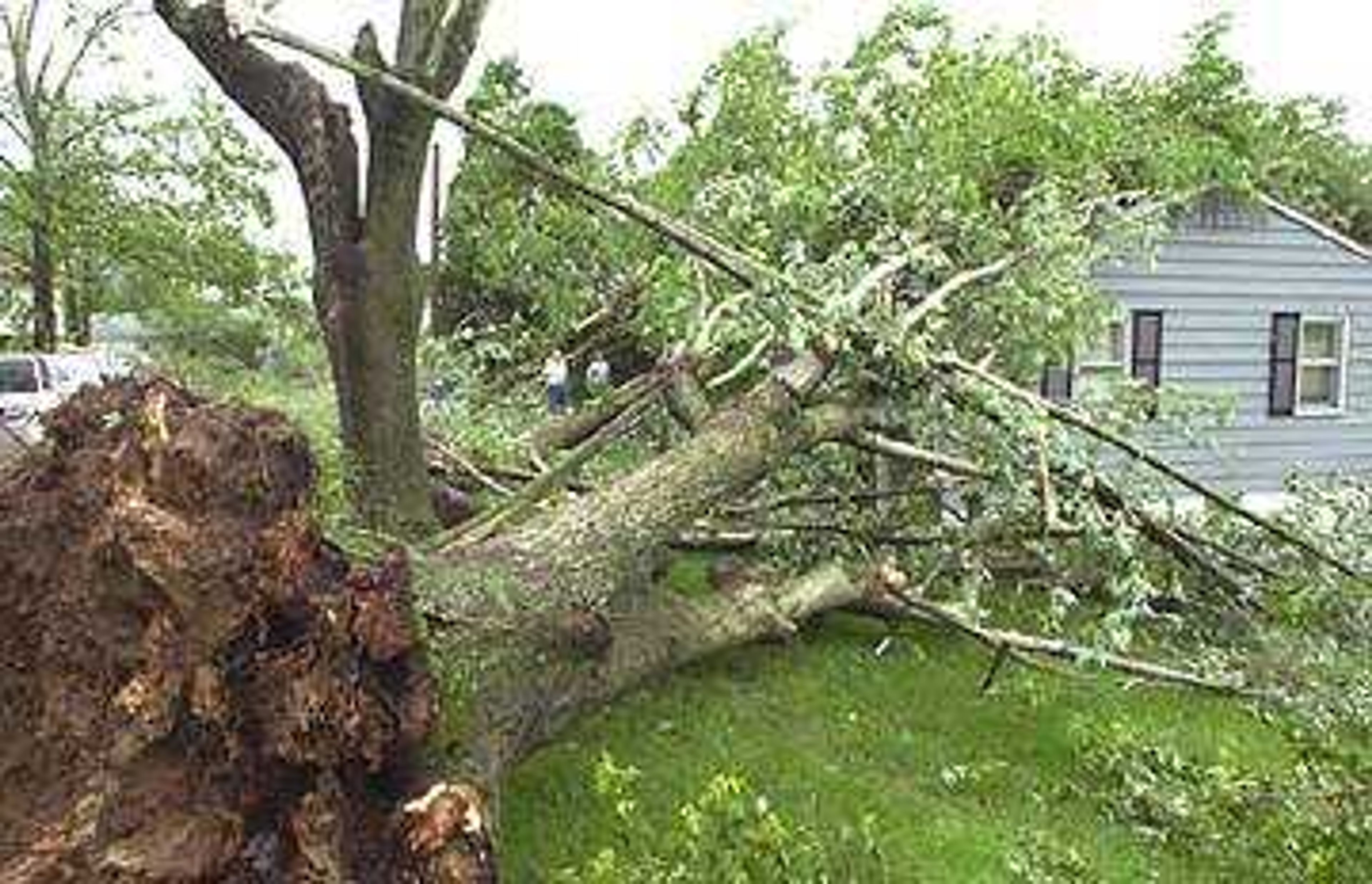 The tornado toppled trees onto the Scott and Kathy Raines house at 1314 North St. in Jackson.