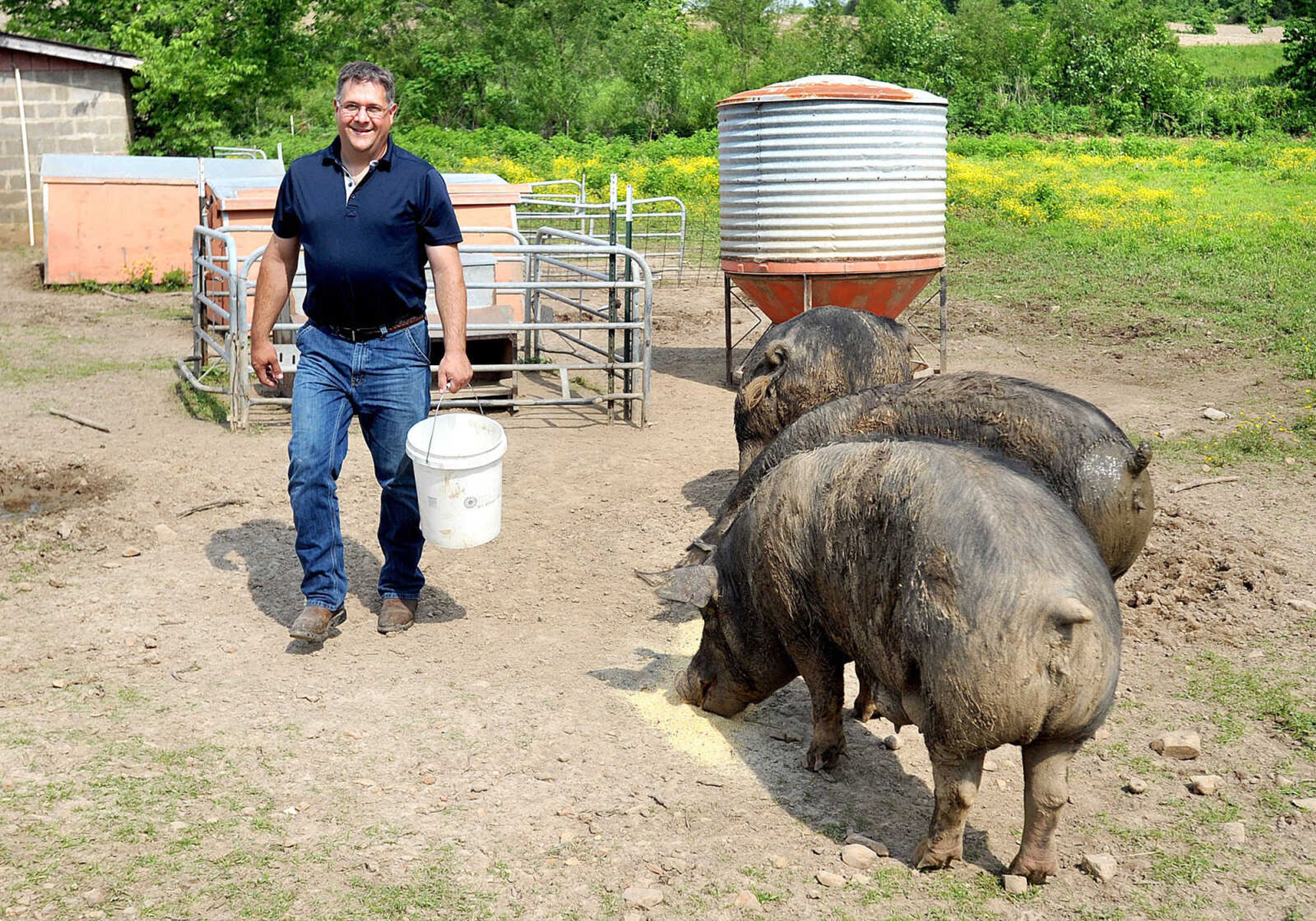 LAURA SIMON ~ lsimon@semissourian.com

Brian Strickland feeds Berkshire sows, Monday afternoon, May 19, 2014, at his Oak Ridge pig farm he runs with his business partner Luke Aufdenberg.