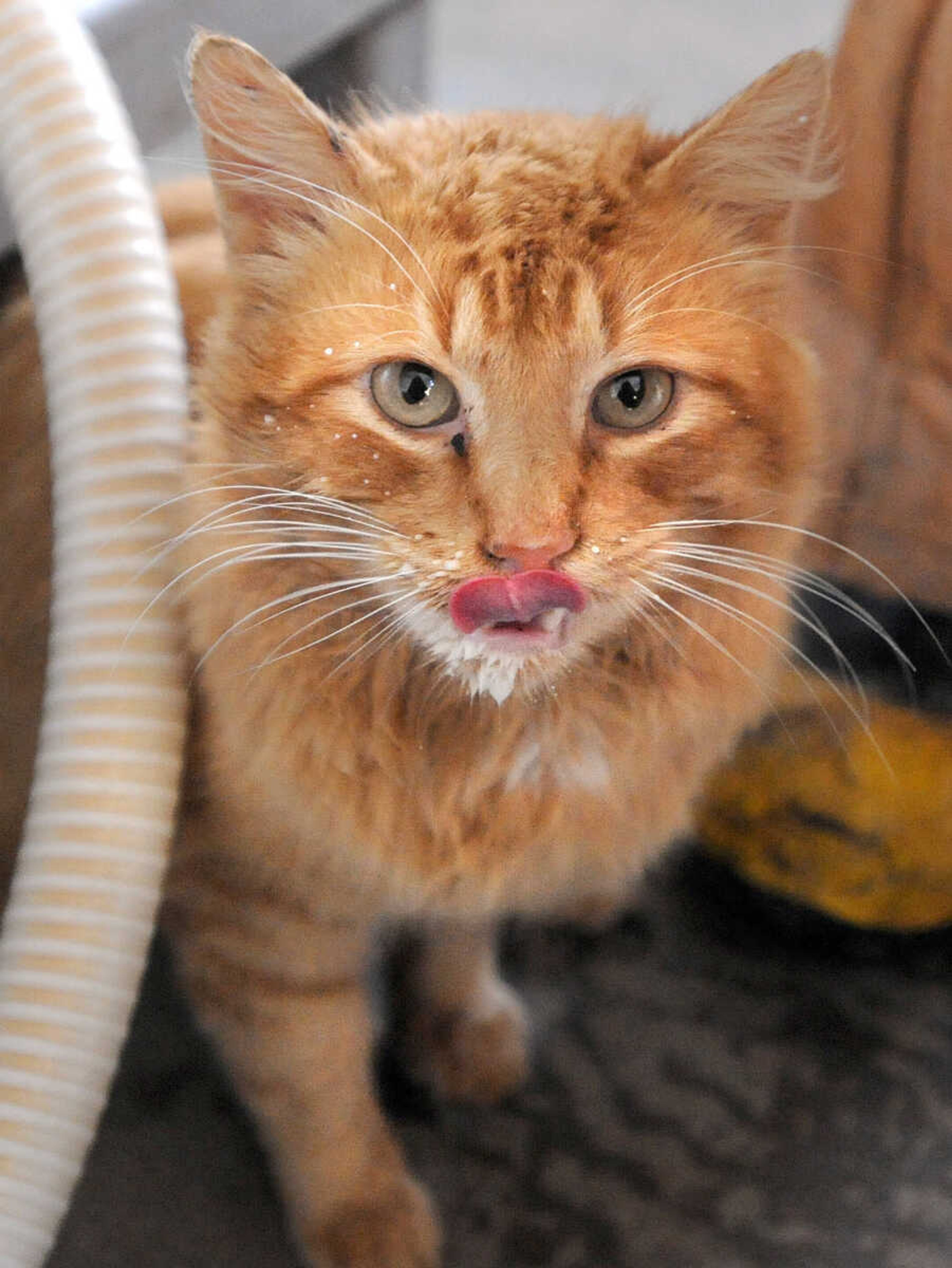 LAURA SIMON ~ lsimon@semissourian.com

A cat lips his lips after drinking fresh warm milk, Tuesday, March 4, 2014.