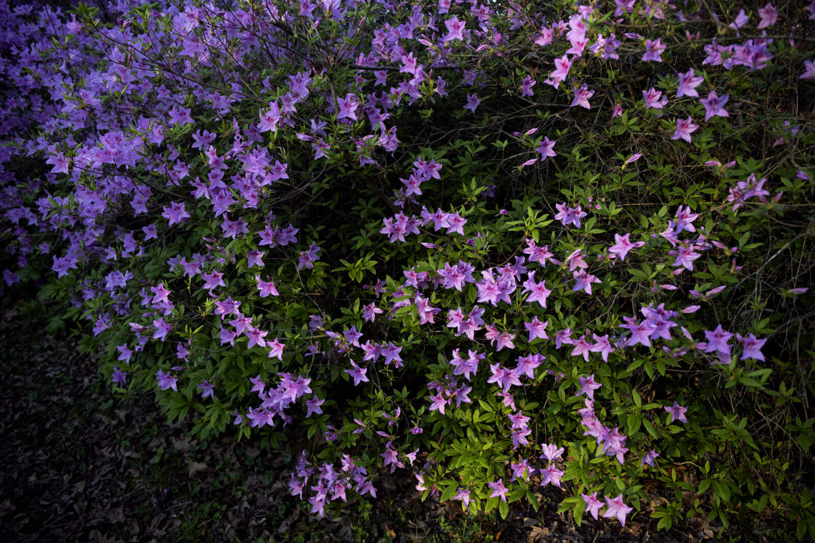 紫苑 Pinecrest Azalea Gardens in bloom