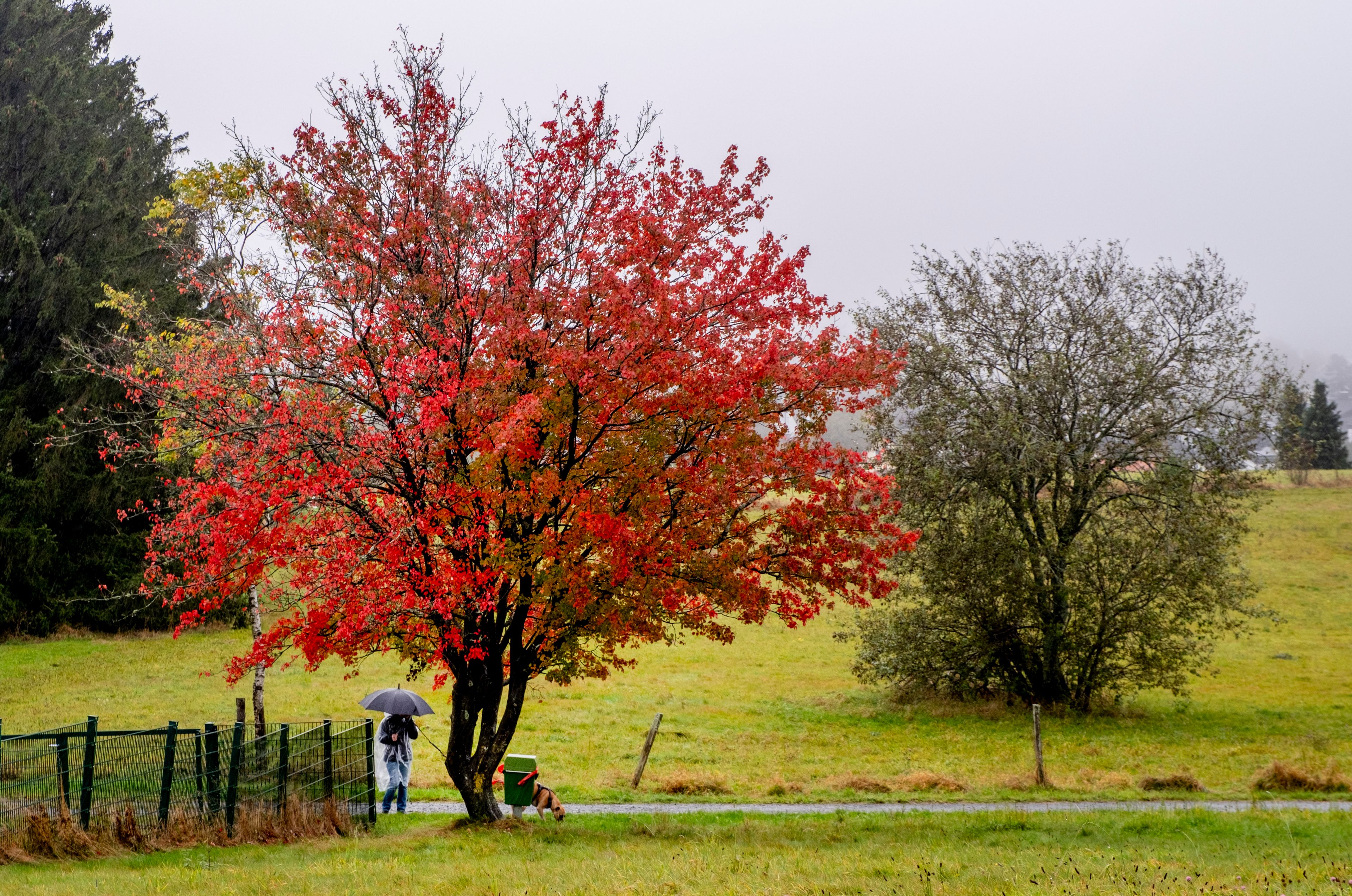 A woman walks her dog beneath a red colored tree in the Taunus region near Frankfurt, Germany, Tuesday, Oct. 8, 2024. (AP Photo/Michael Probst)